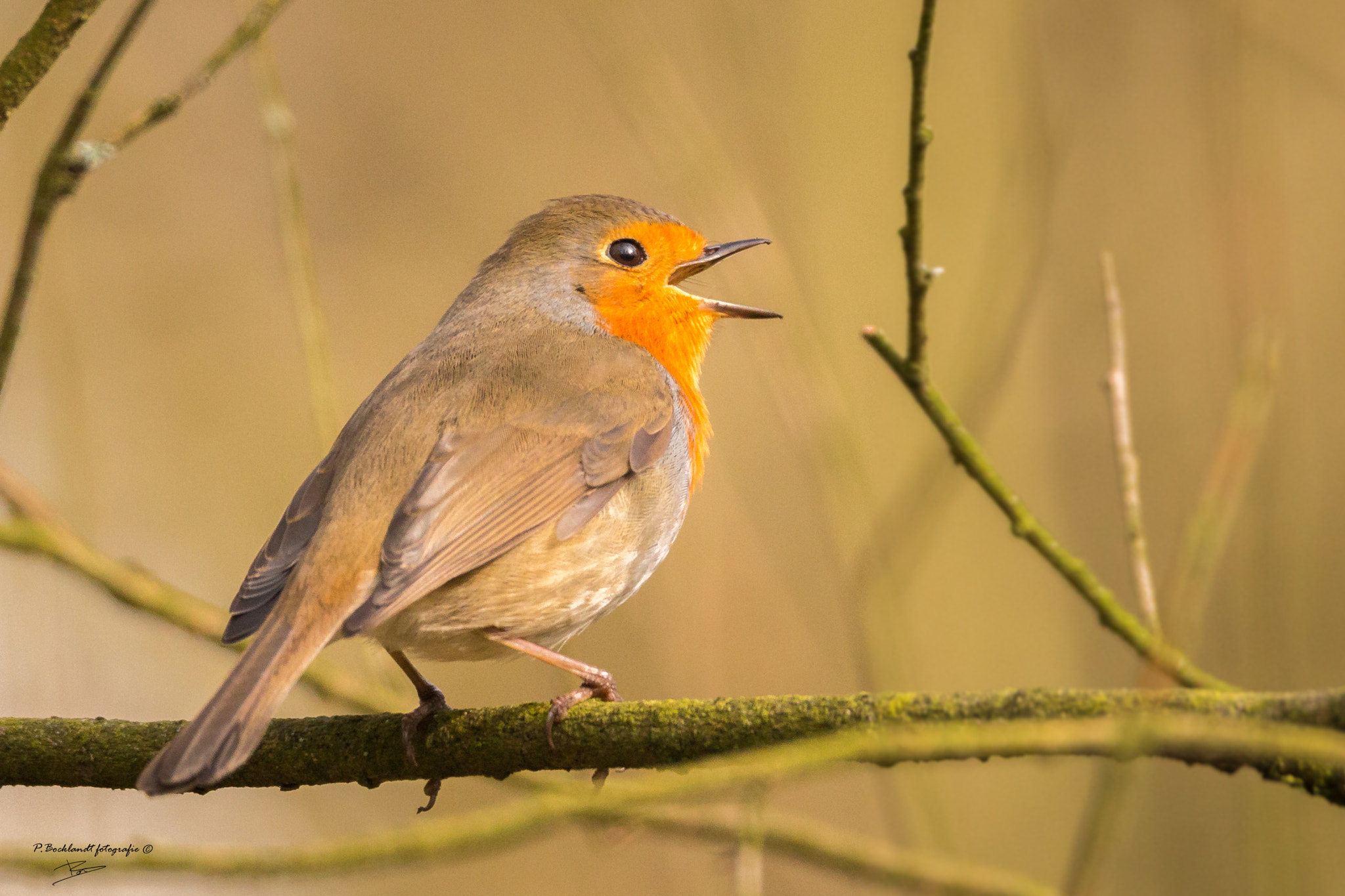 150-600mm F5-6.3 DG OS HSM | Contemporary 015 sample photo. Robin singing photography