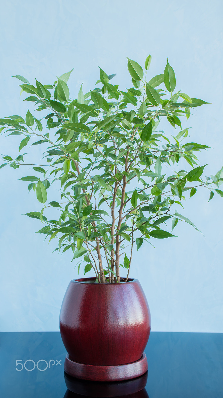 Canon EF 24mm F1.4L II USM sample photo. Decorative tree in a clay pot on a blue background photography