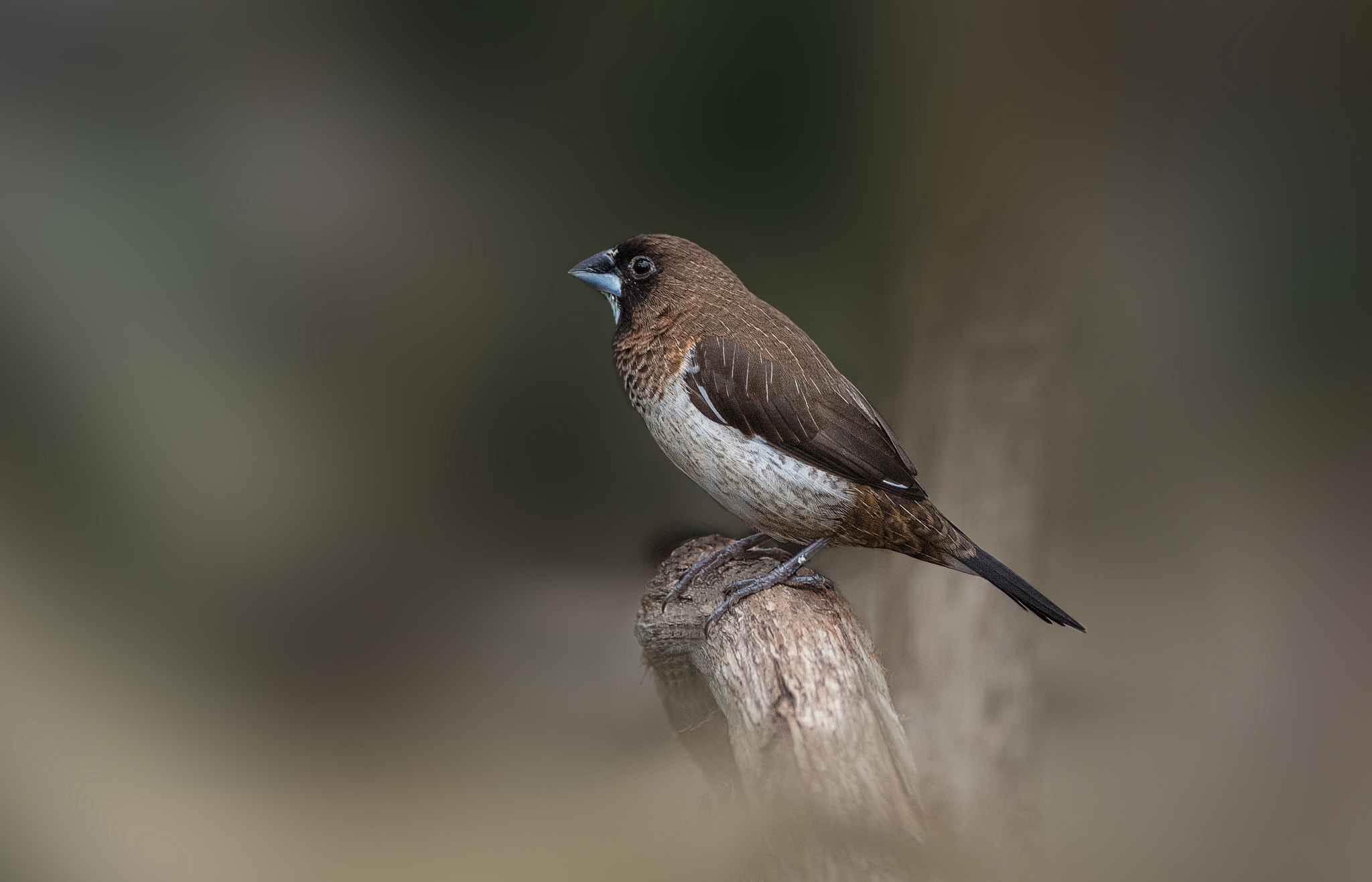 AF Zoom-Nikkor 28-105mm f/3.5-4.5D IF sample photo. Plum-headed finch photography