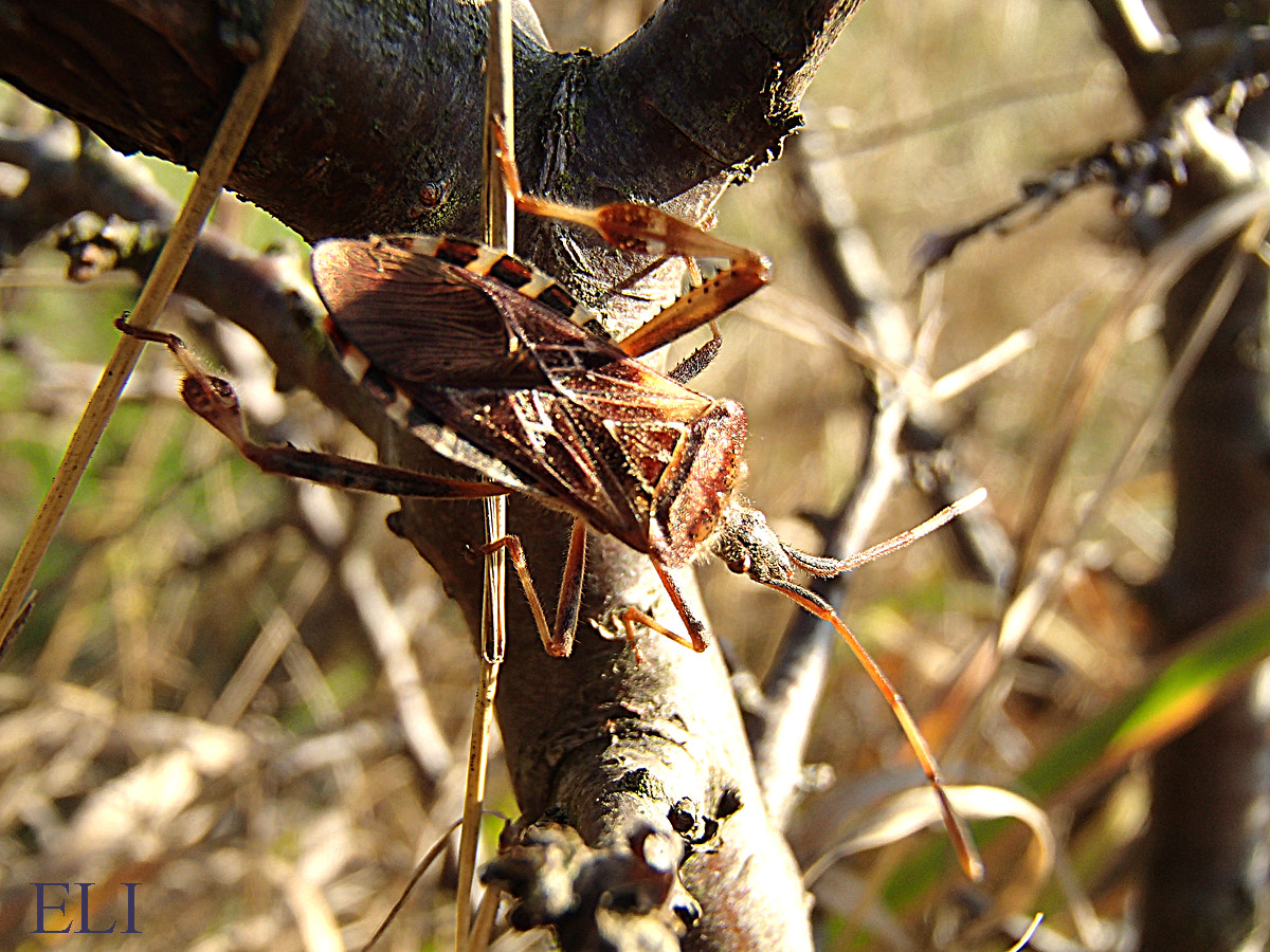 Olympus TG-820 sample photo. Cute bug photography