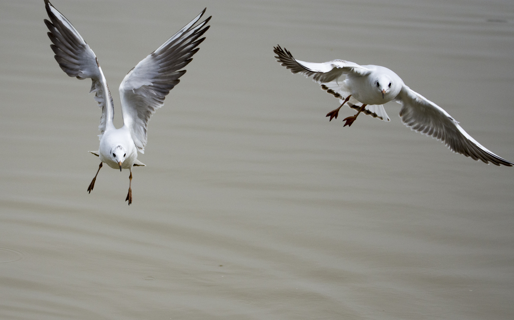 Nikon D7200 sample photo. Seagulls in air battles photography