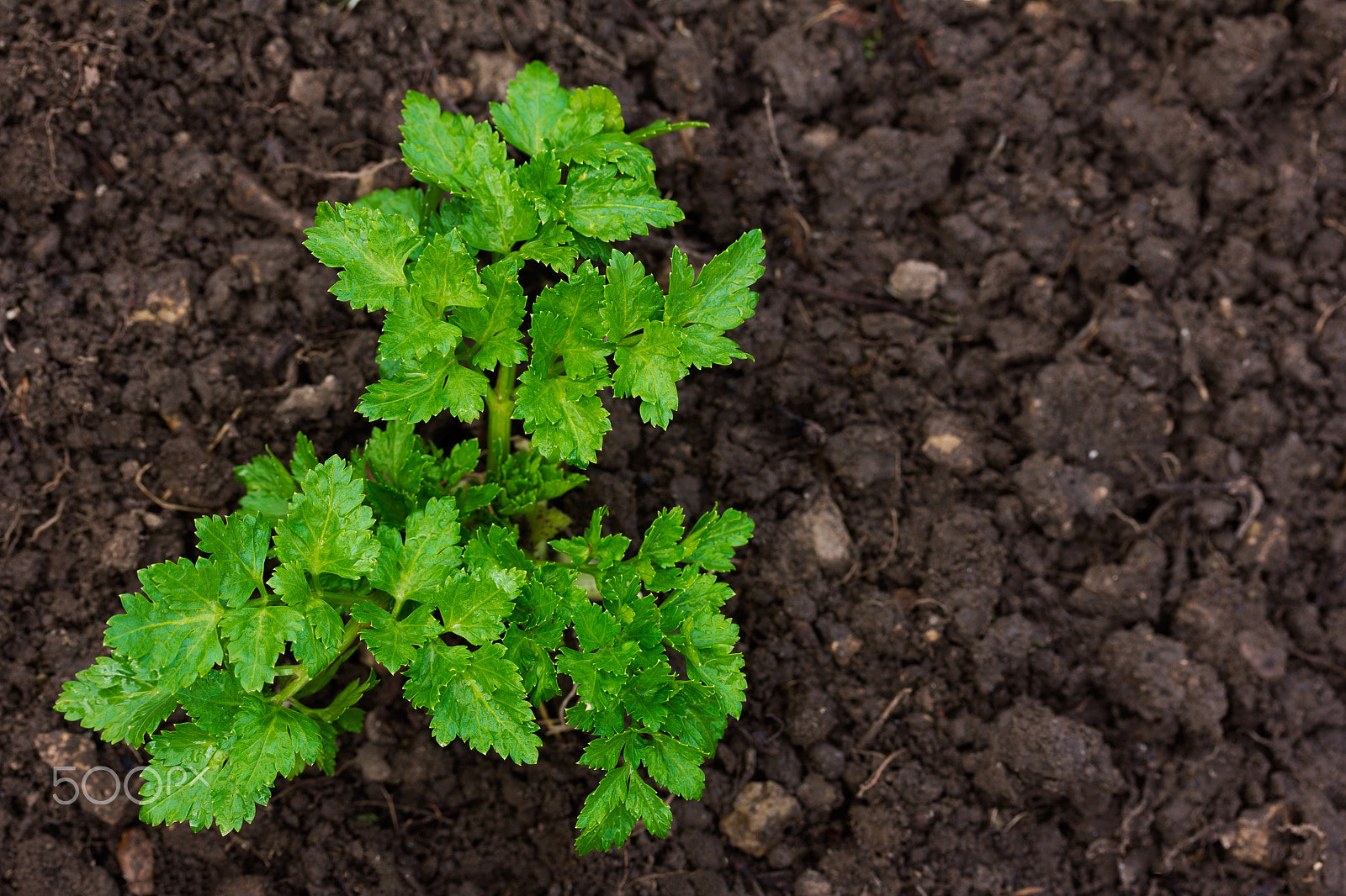 Canon EF-S 60mm F2.8 Macro USM sample photo. Bush of parsley growing in the ground in the garden in the spring. closeup top view. copy space.... photography