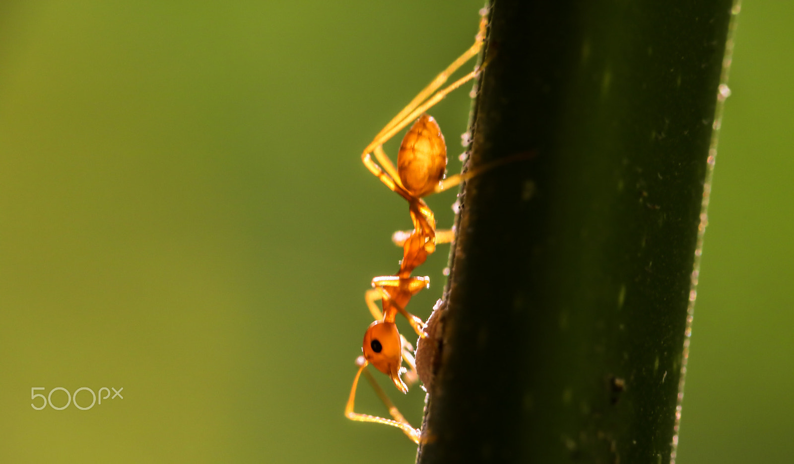 Canon EOS 760D (EOS Rebel T6s / EOS 8000D) + Canon EF 100mm F2.8L Macro IS USM sample photo. Bathed in sunlight photography