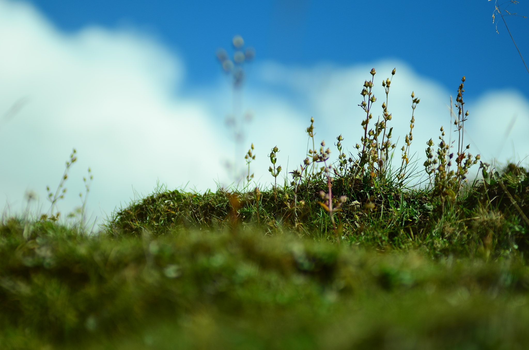 Nikon AF-Nikkor 80-200mm F2.8D ED sample photo
