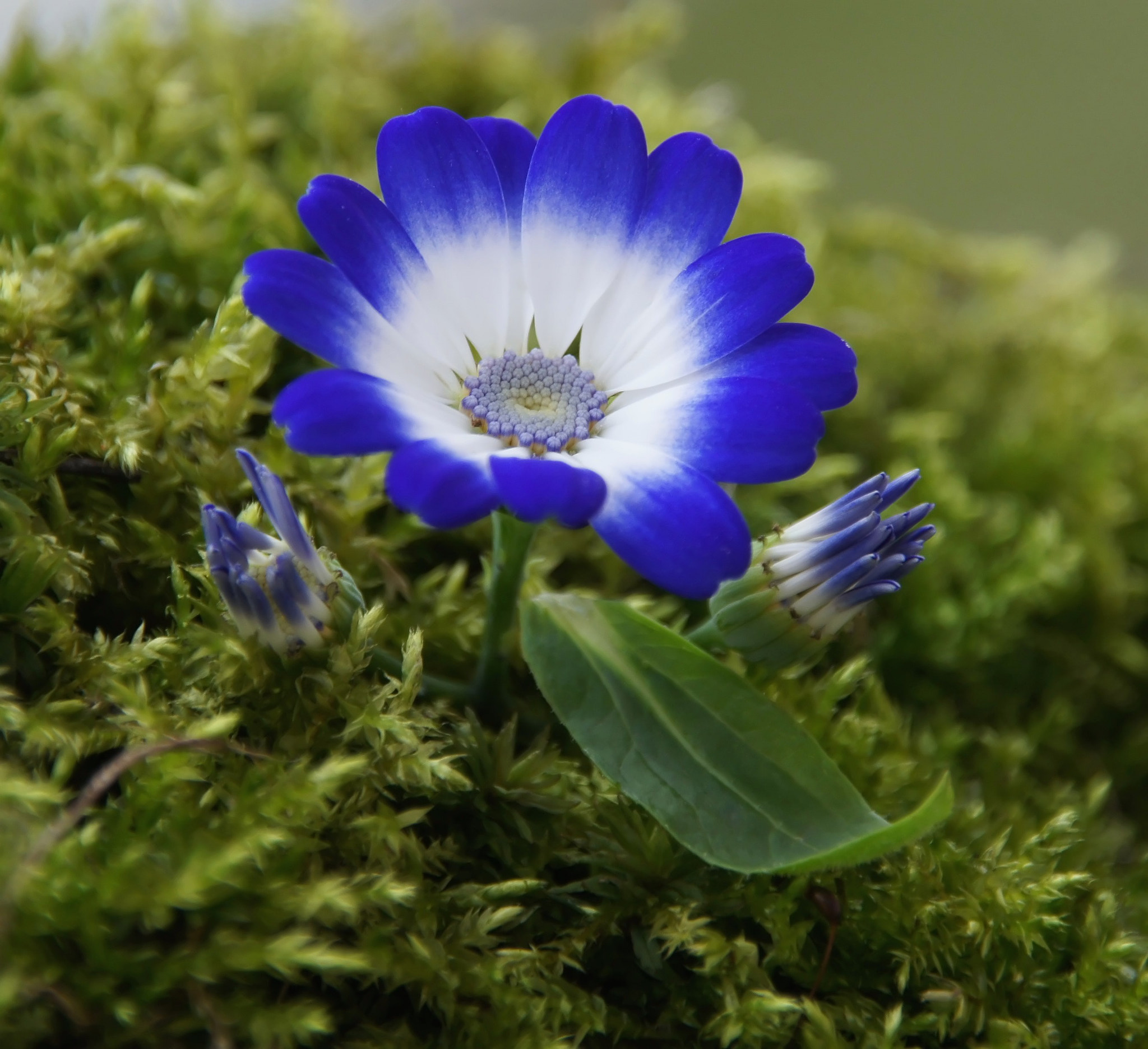 Sony Alpha DSLR-A450 sample photo. Flower photography