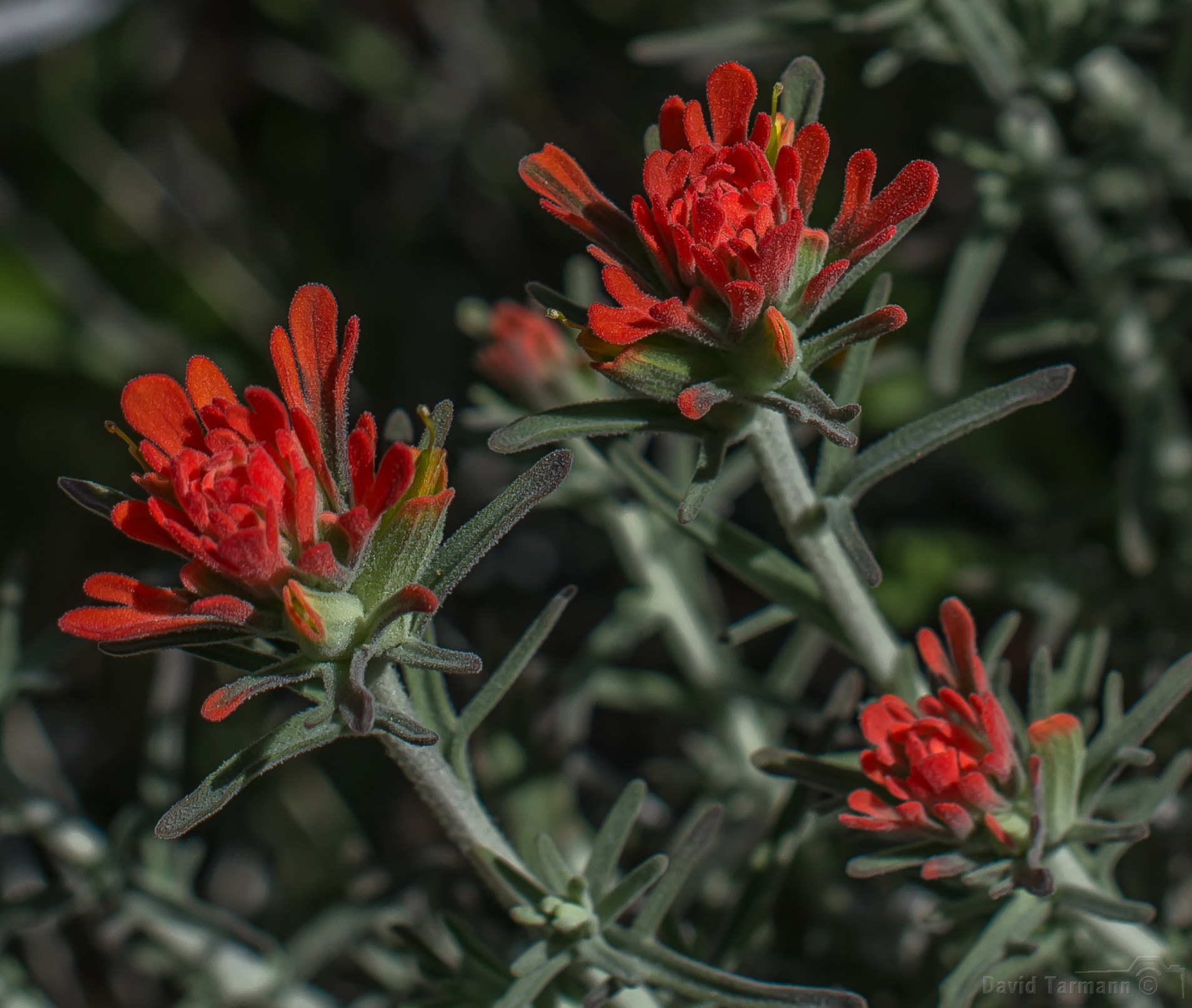 Nikon D800 sample photo. Anza-borrego wild flower photography