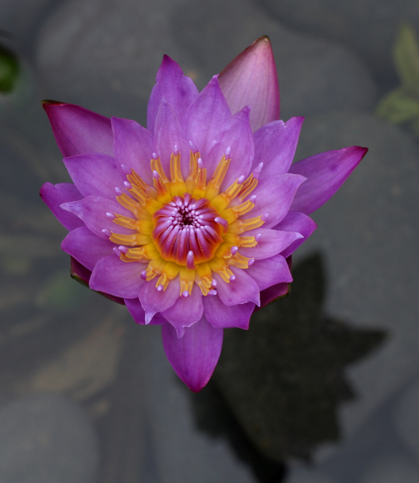 Canon EOS 7D sample photo. Stigma of lotus photography