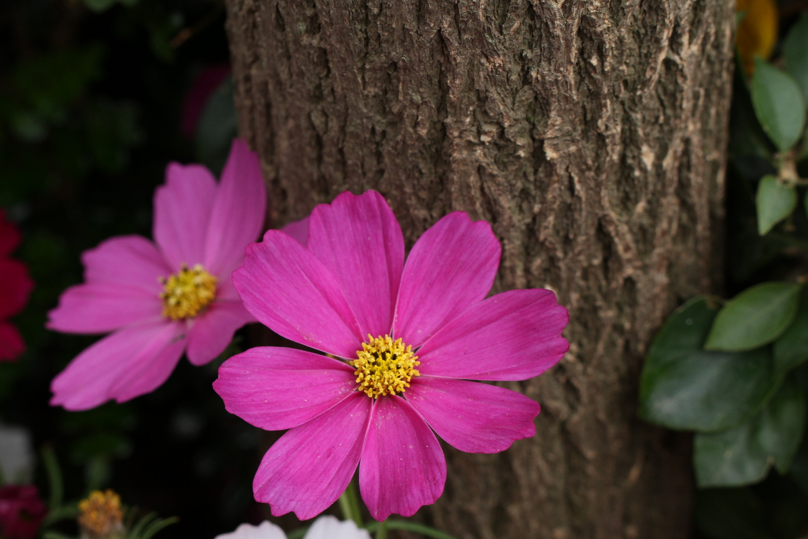 Canon EOS 7D + Tamron SP AF 60mm F2 Di II LD IF Macro sample photo. Under the tree photography