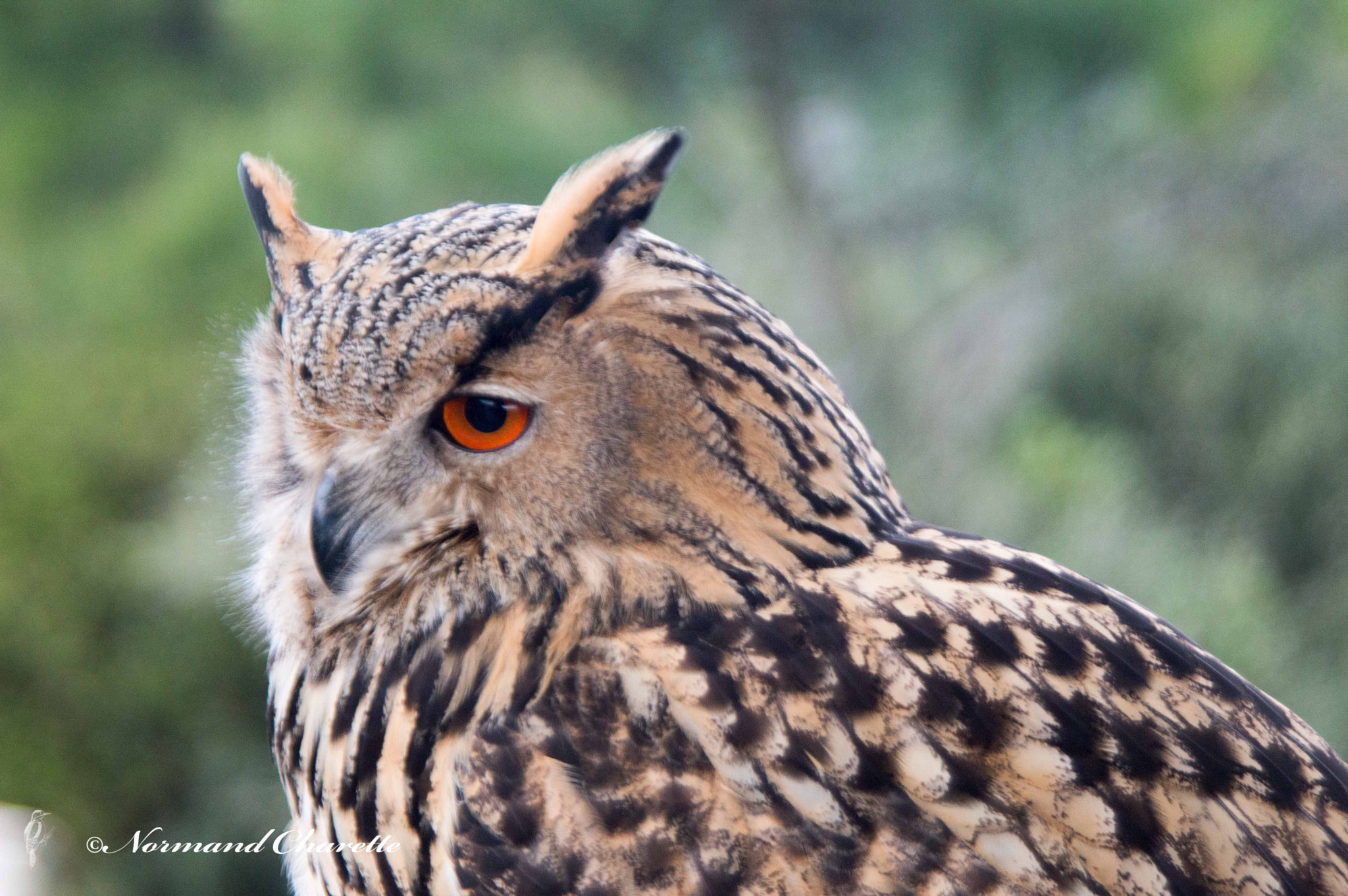 Nikon D3200 sample photo. King of the night photography