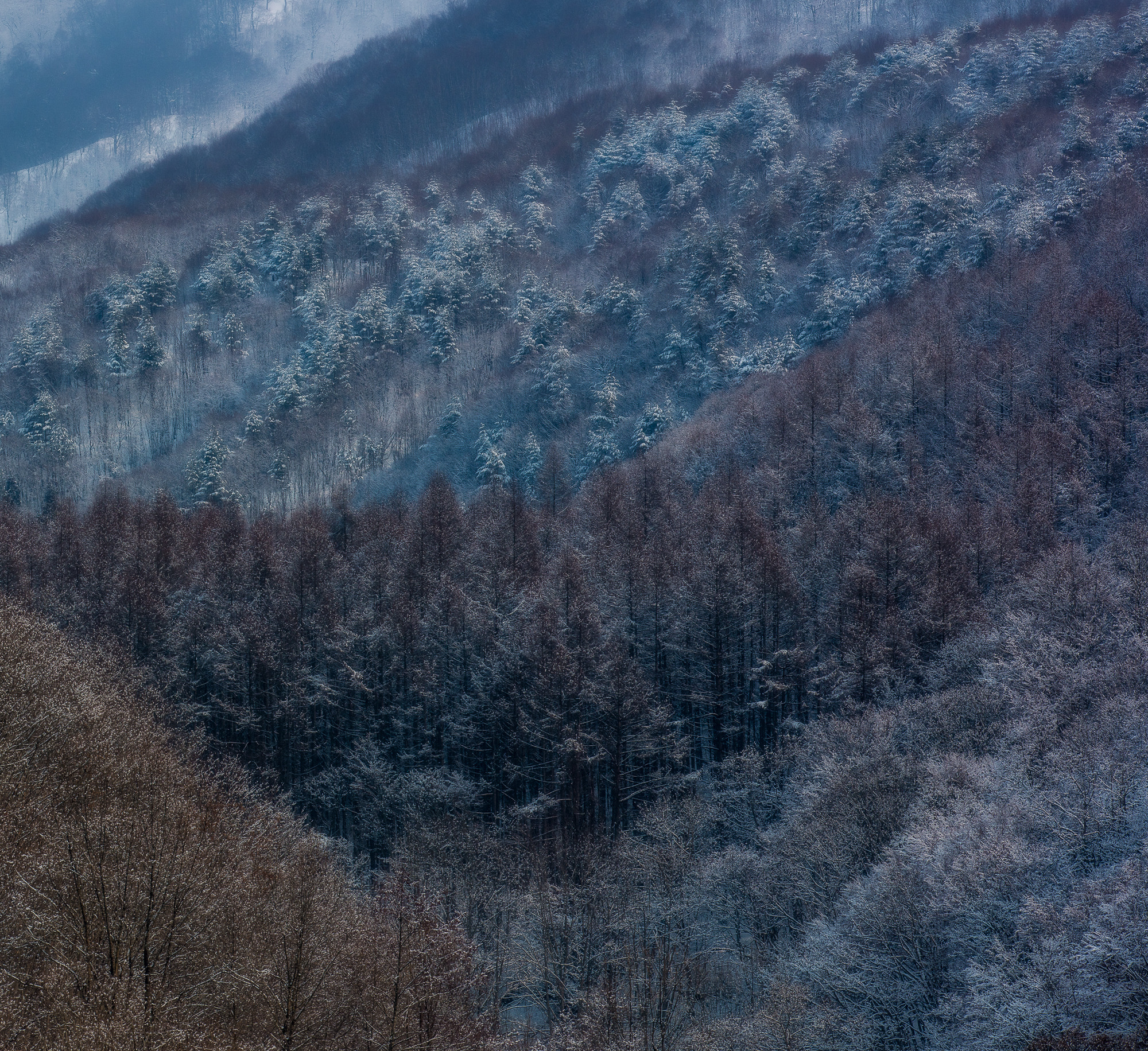 Canon EOS 5DS R sample photo. Snow blossom photography