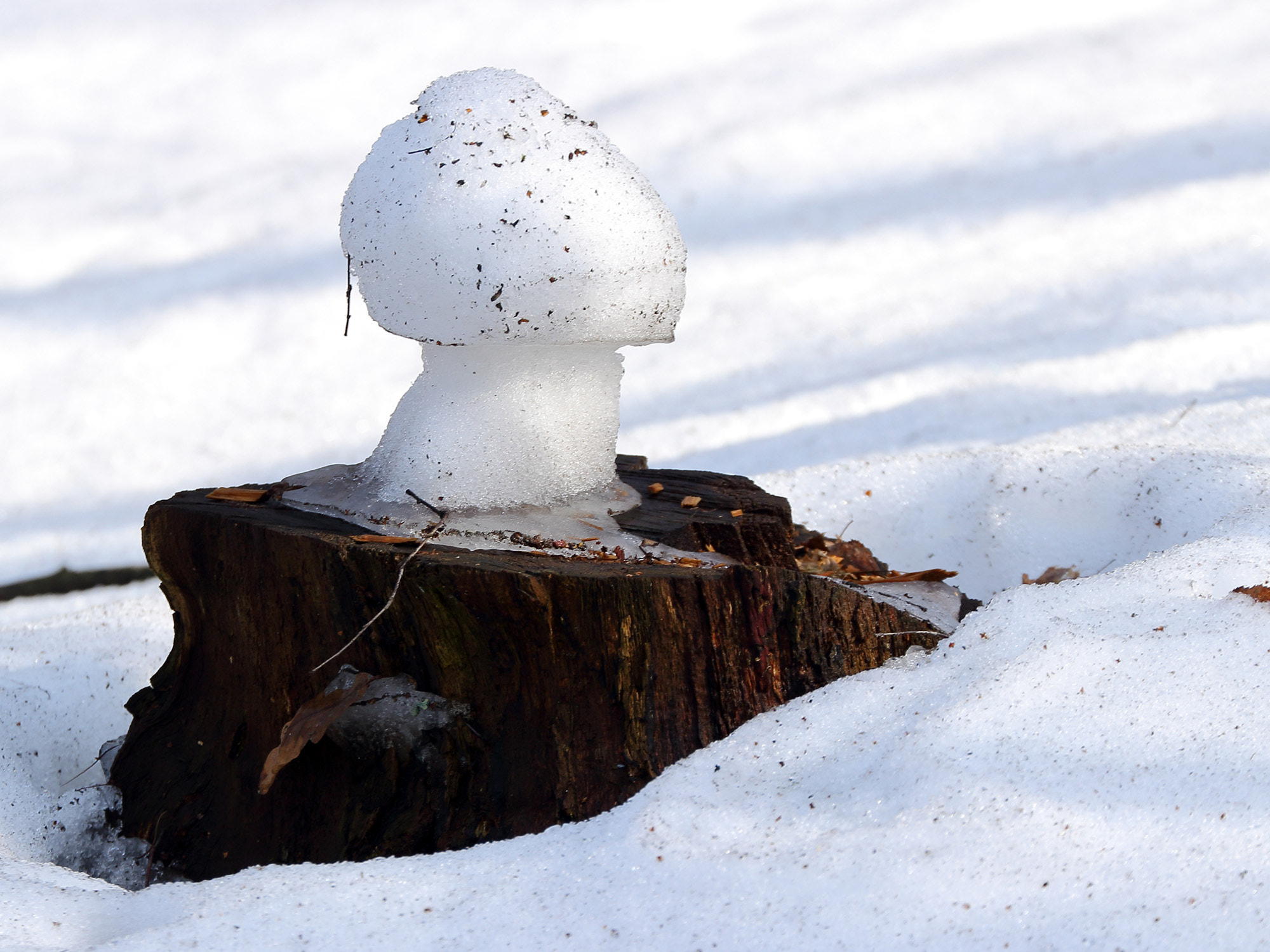 Canon EOS 100D (EOS Rebel SL1 / EOS Kiss X7) sample photo. Snow mushroom photography