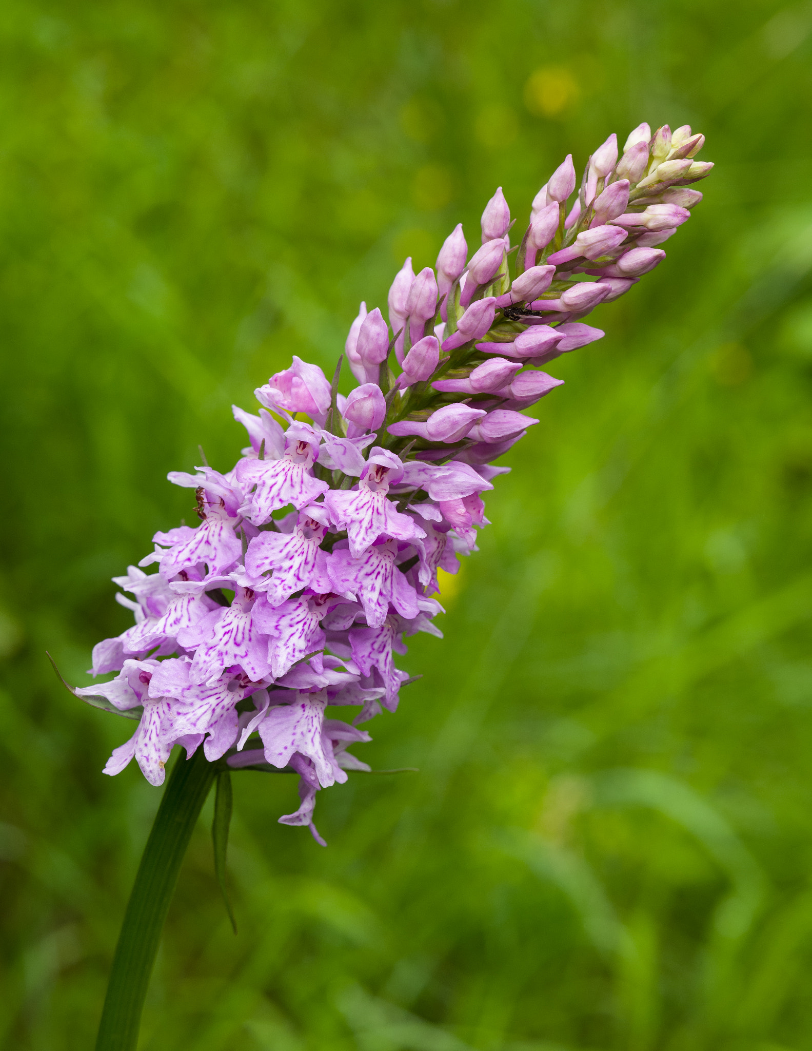 Leica SL (Typ 601) sample photo. Heath spotted orchid photography