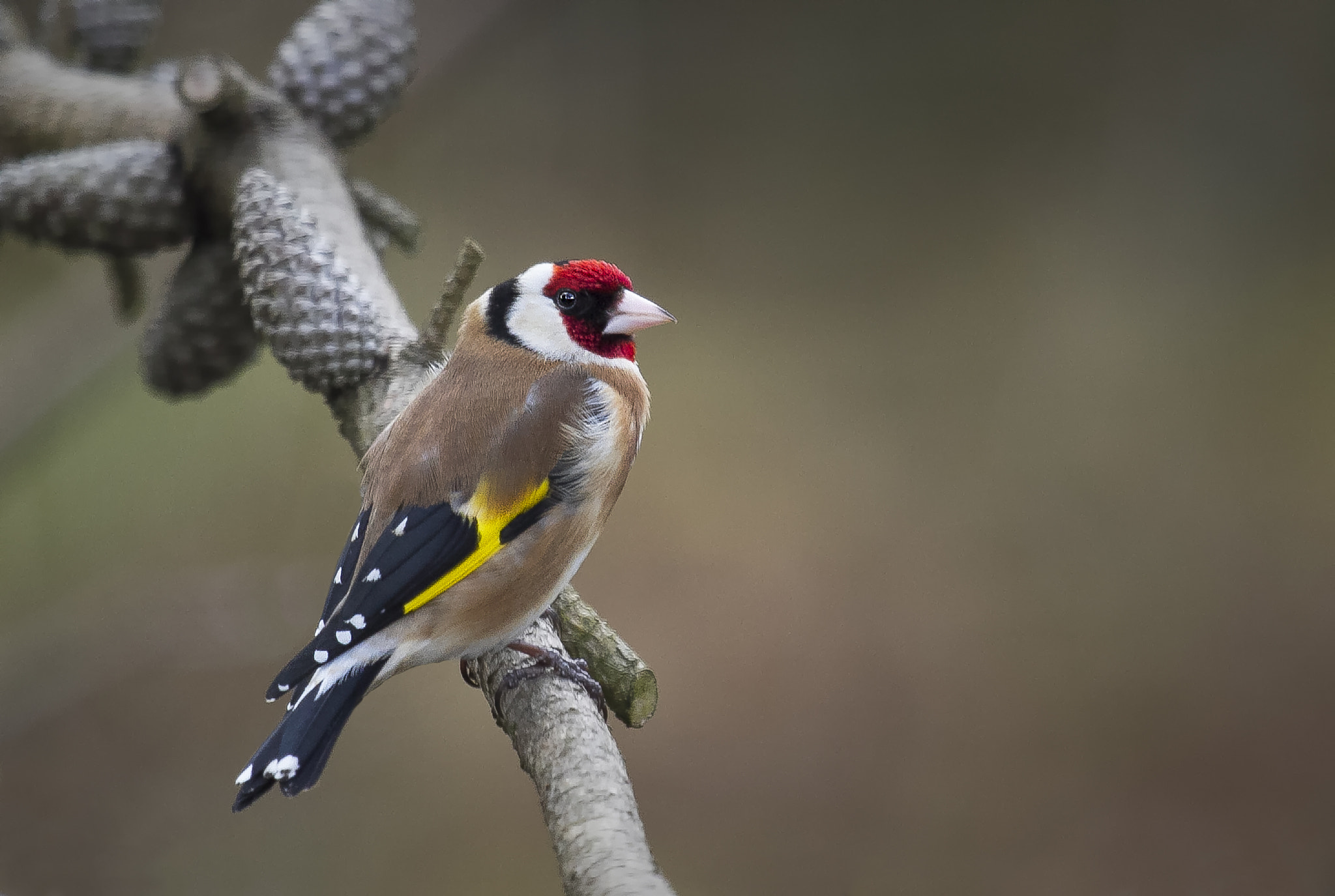 Canon EF 100-400mm F4.5-5.6L IS USM sample photo. Goldfinch photography