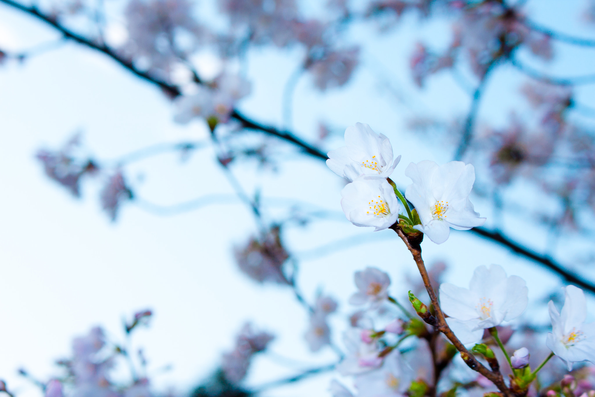 Canon EOS 40D sample photo. Mg photography