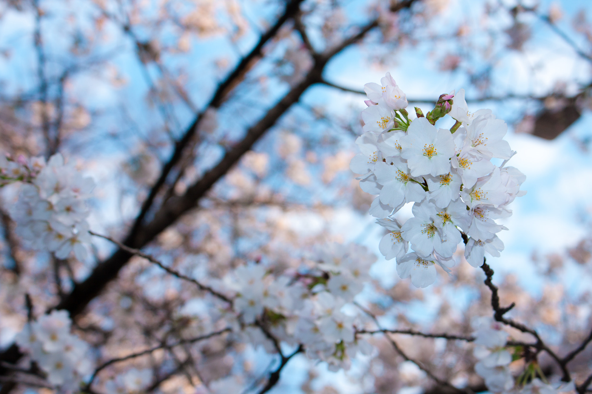 Canon EOS 40D sample photo. Mg photography