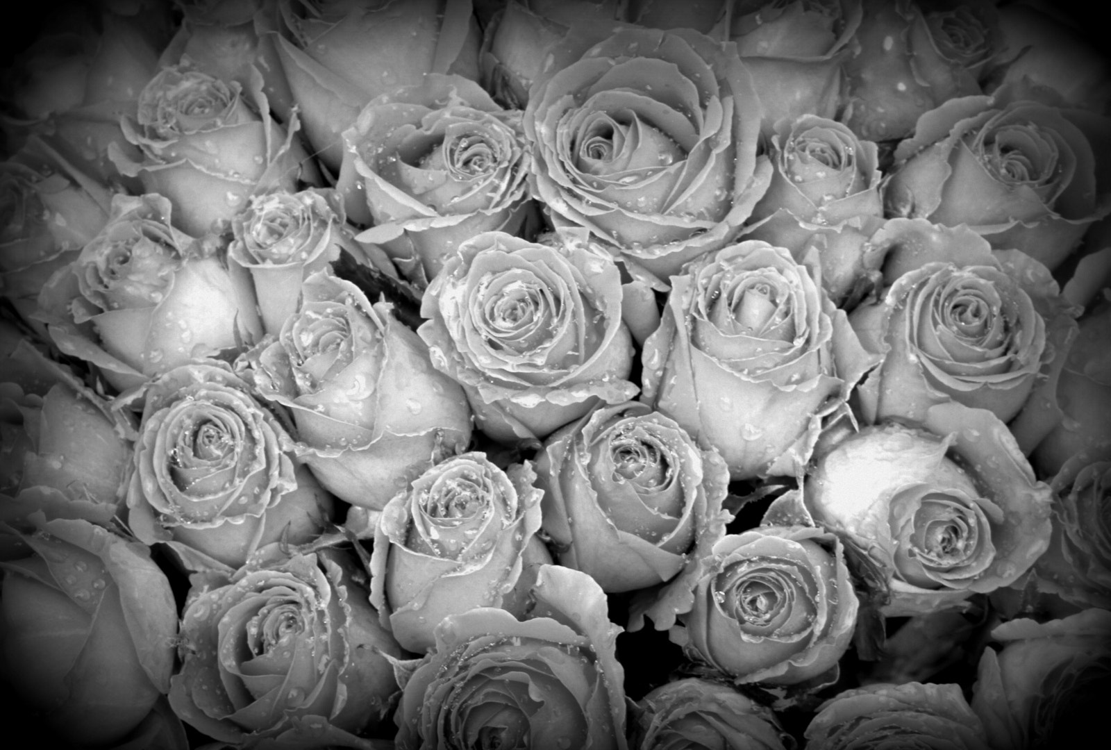 Tamron SP AF 60mm F2 Di II LD IF Macro sample photo. Frozen roses photography