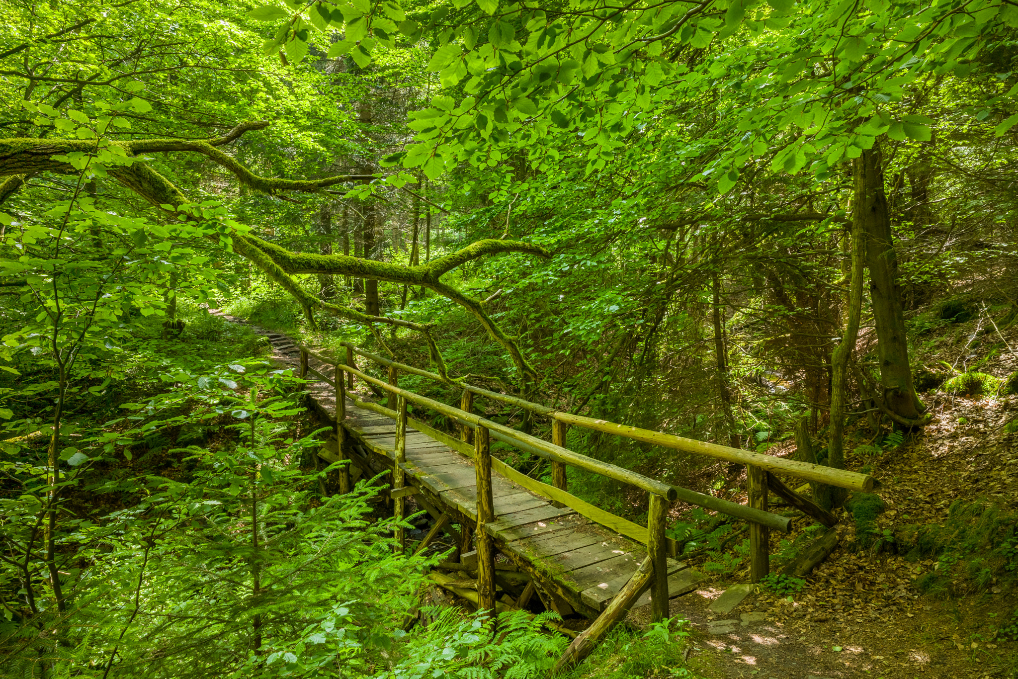 Leica Super-Elmar-M 21mm F3.4 ASPH sample photo. Small bridge in a deep forest photography