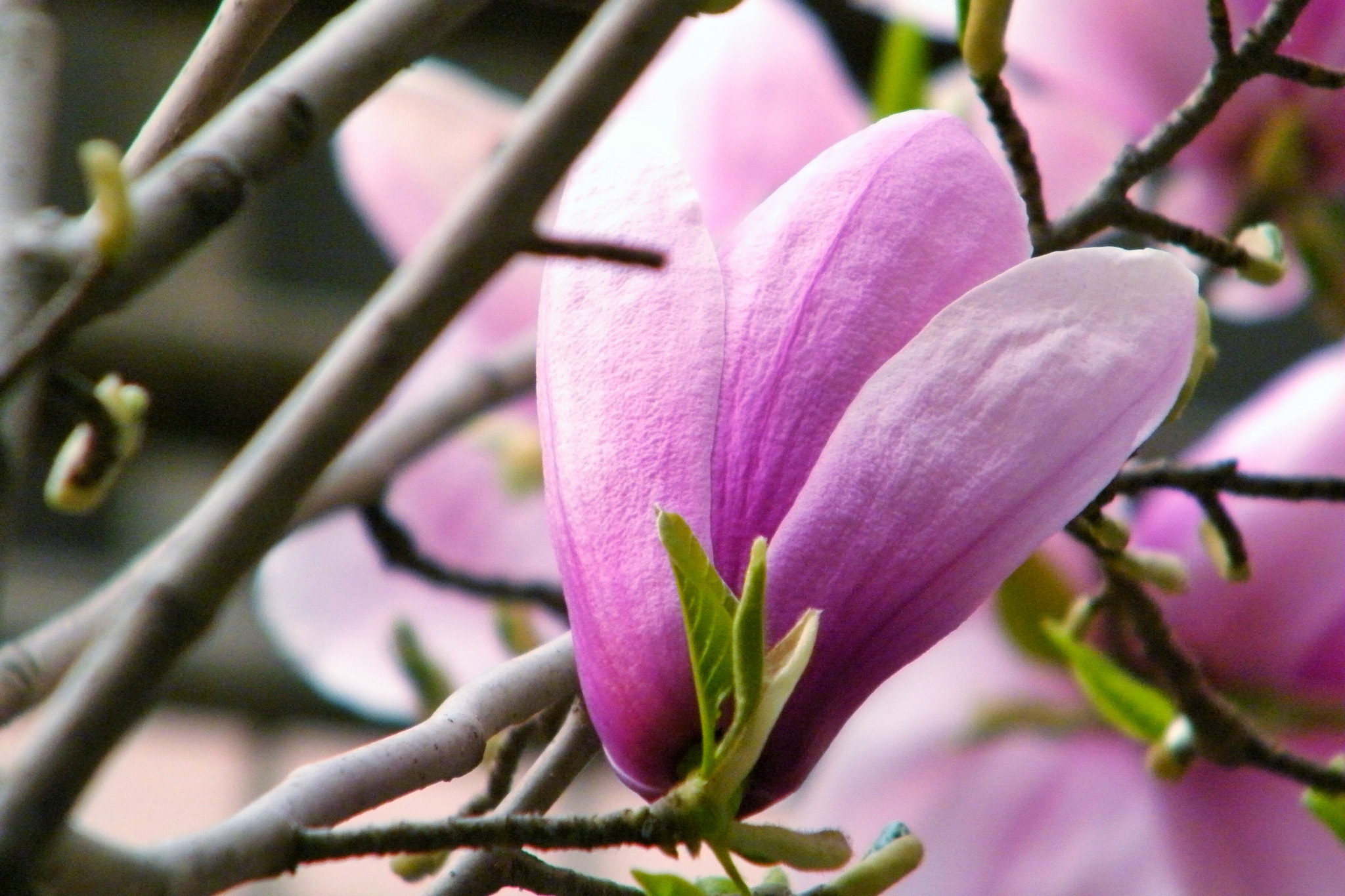 Fujifilm FinePix S2000HD sample photo