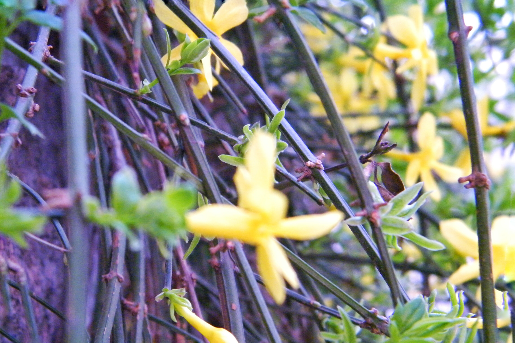 Fujifilm FinePix S2000HD sample photo