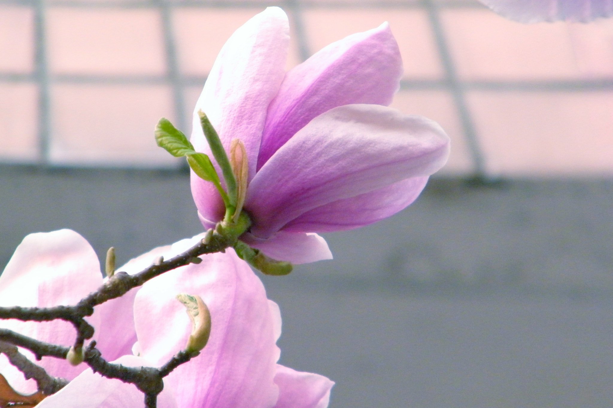 Fujifilm FinePix S2000HD sample photo