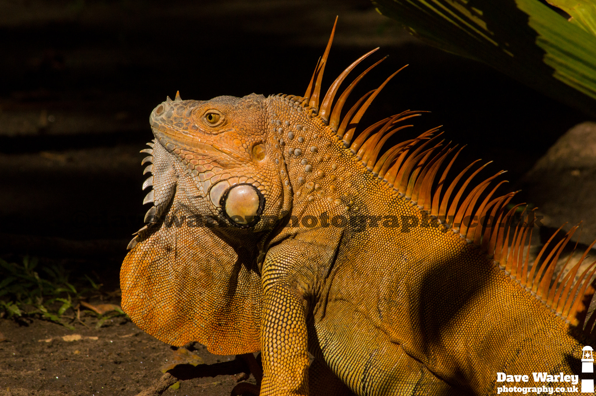 Sigma 70-300mm F4-5.6 APO DG Macro sample photo. Iguana photography