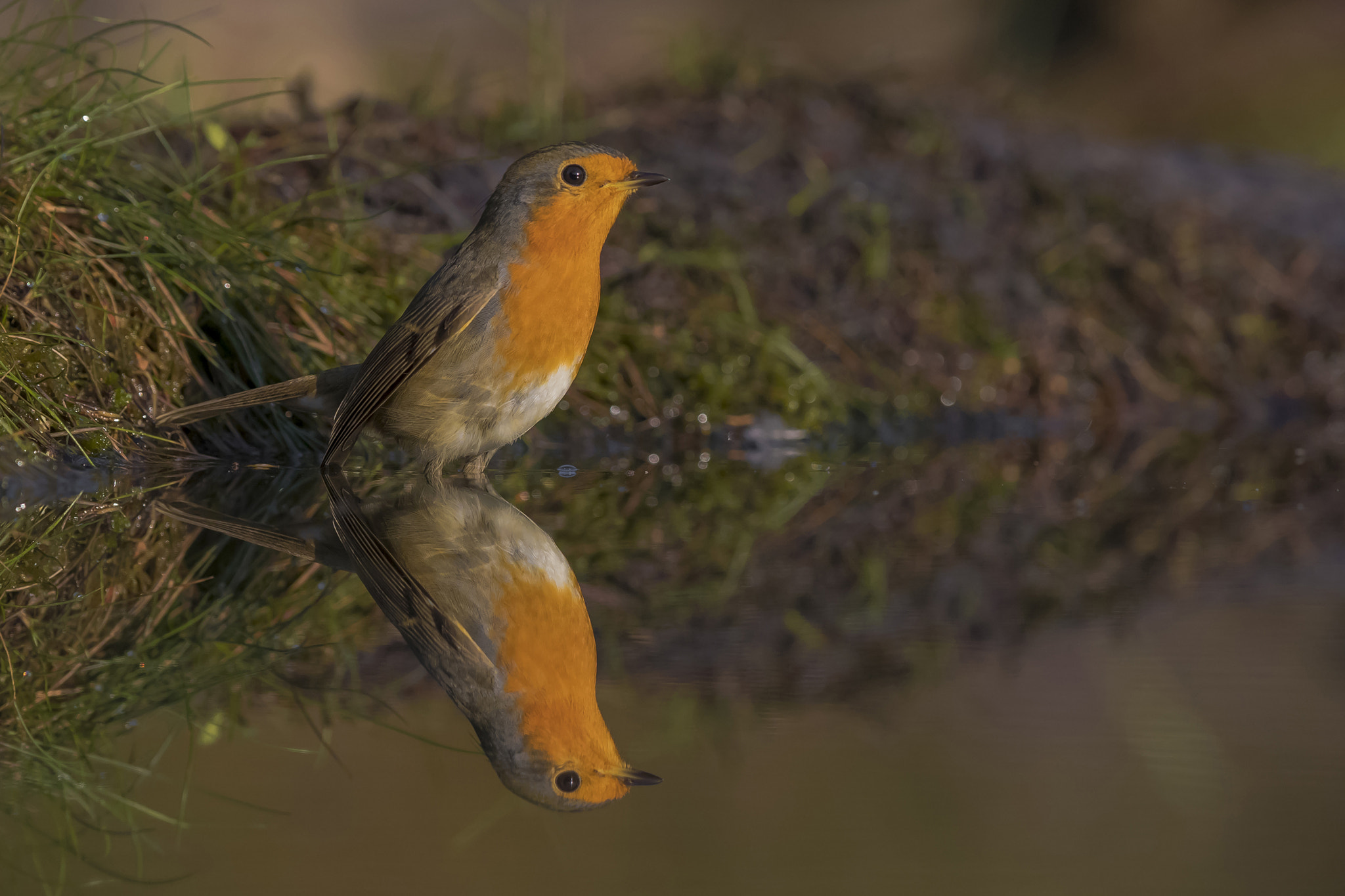 Canon EOS-1D X Mark II + Canon EF 400mm F2.8L IS II USM sample photo. Red rockin' robin relaxed with reflection photography