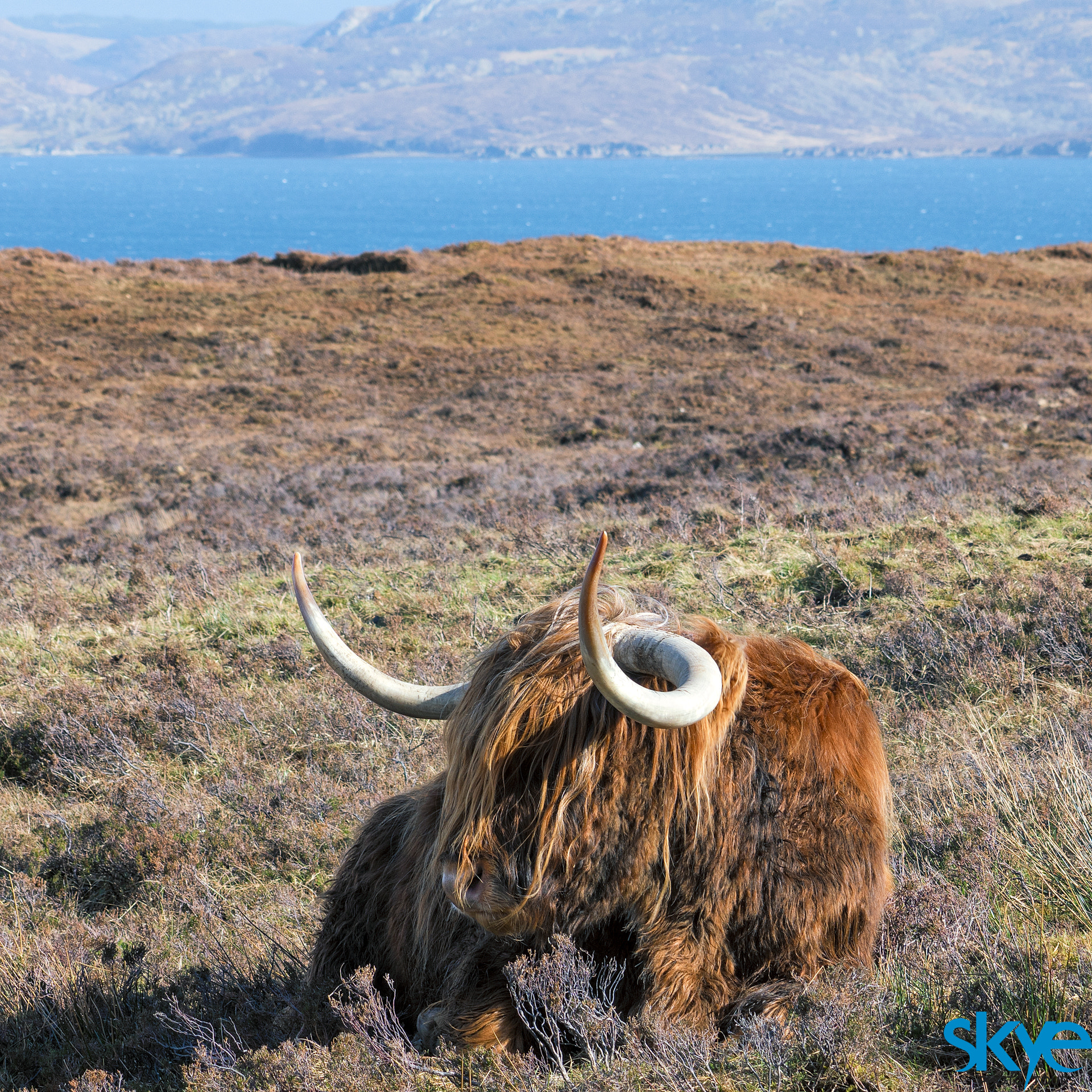 Sony a6300 sample photo. Resting in the heather photography