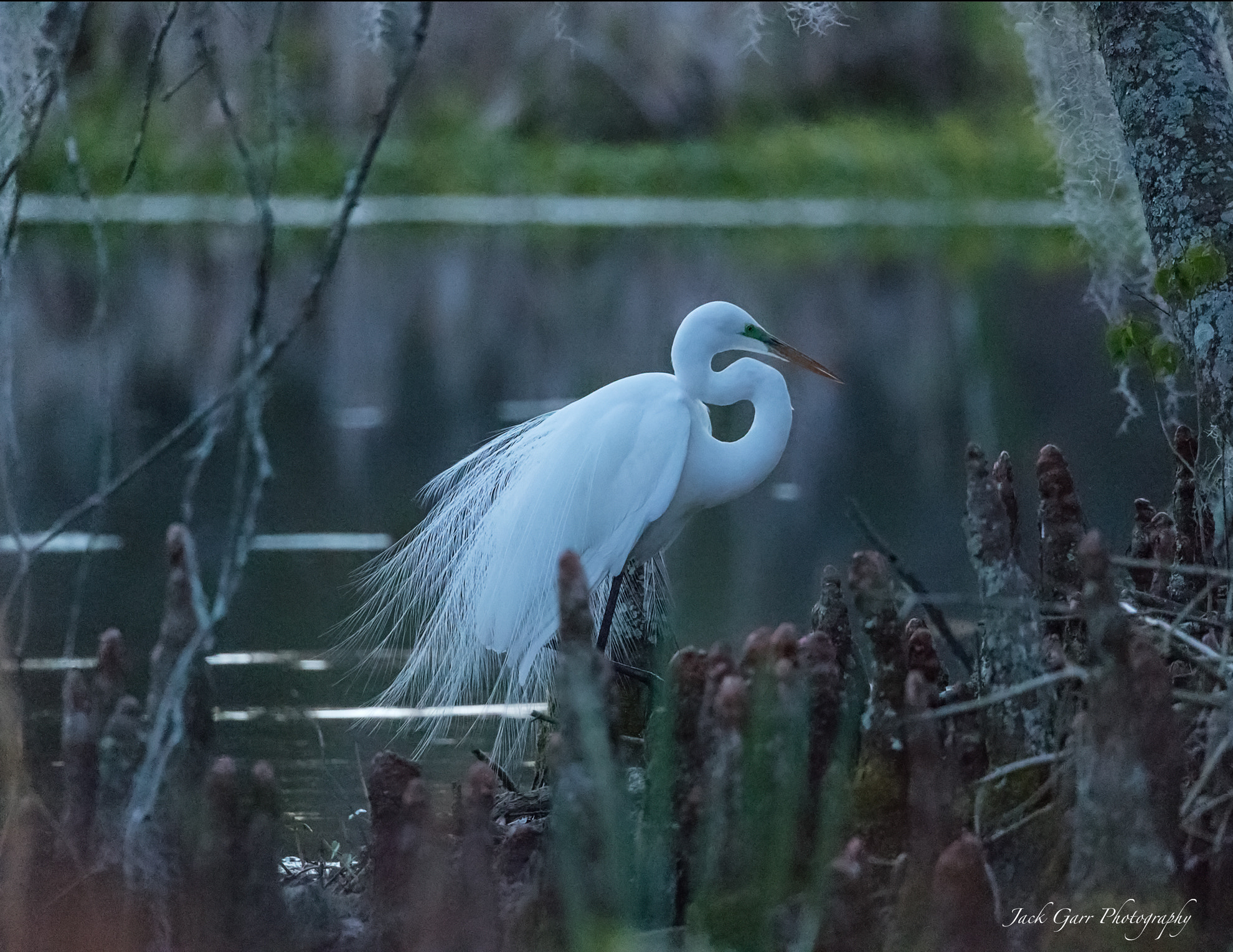 Canon EOS-1D X Mark II + 150-600mm F5-6.3 DG OS HSM | Sports 014 sample photo. Great white egret hunting in swamp blue hour photography