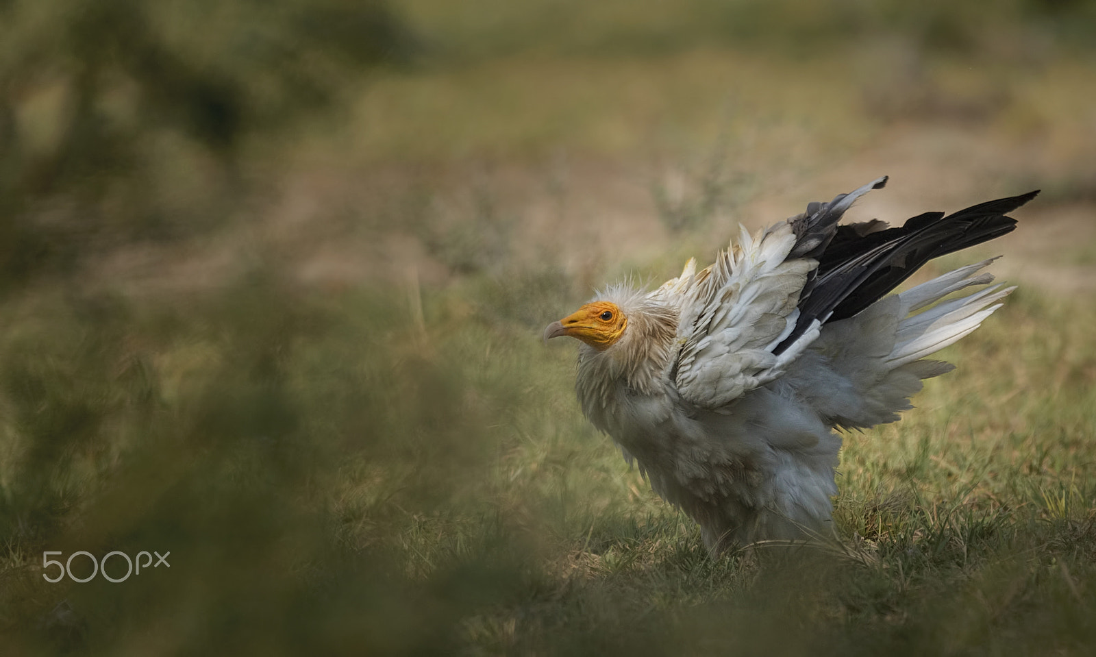 Nikon D750 + Nikon AF-S Nikkor 500mm F4G ED VR sample photo. Egyptian vulture photography