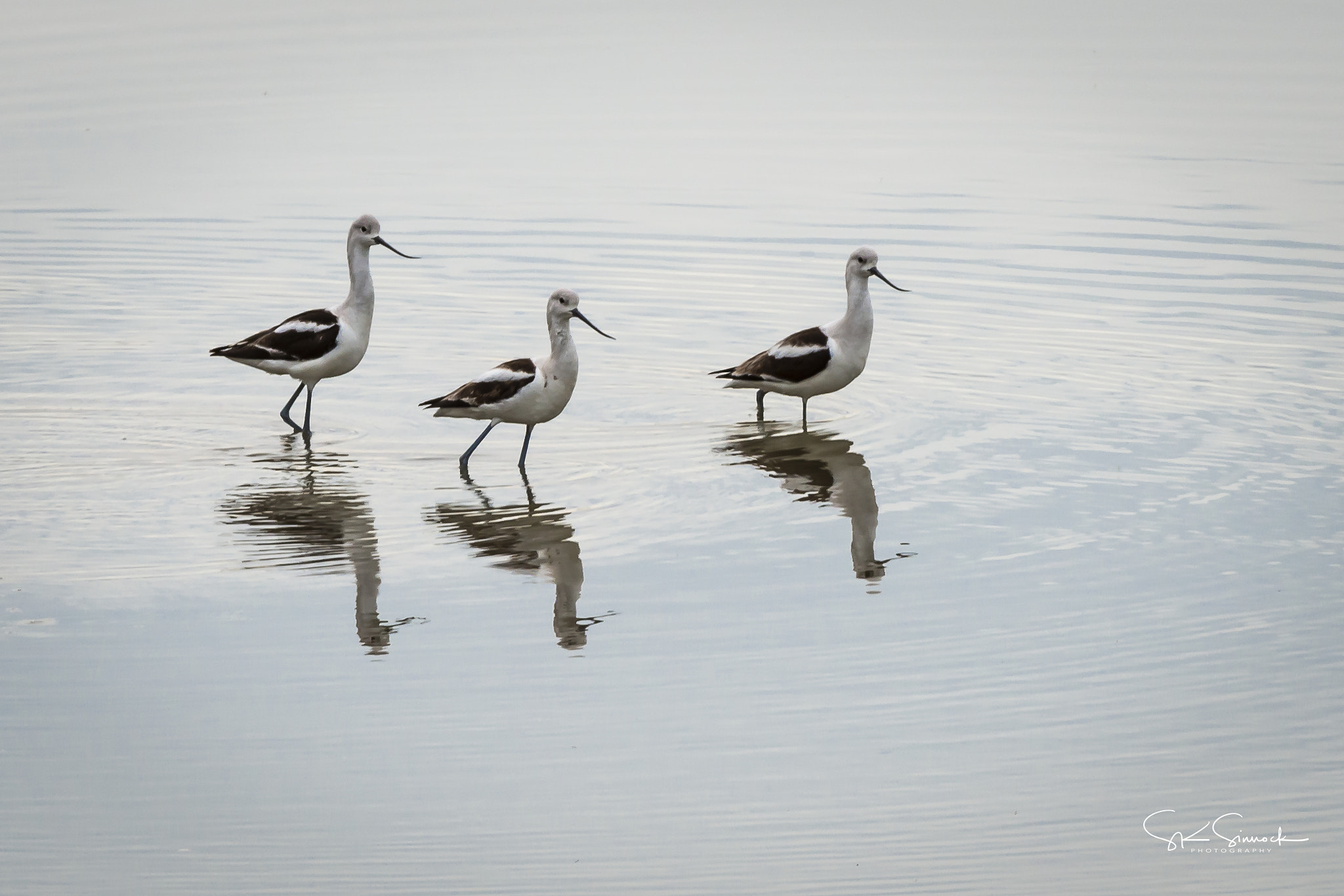 Nikon D800 sample photo. Avocets photography