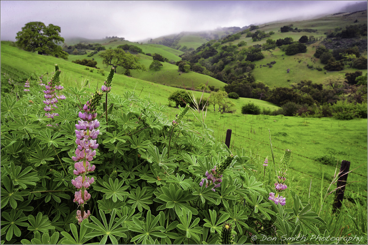 Canon EOS-1Ds Mark III sample photo. Lupine and spring hills photography