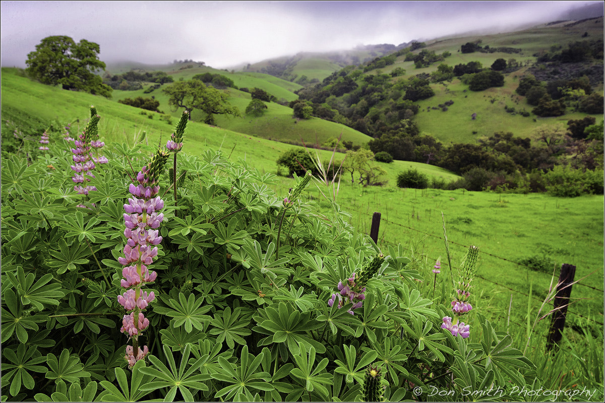 Canon EF 16-35mm F2.8L USM sample photo. Lupine and spring hills photography