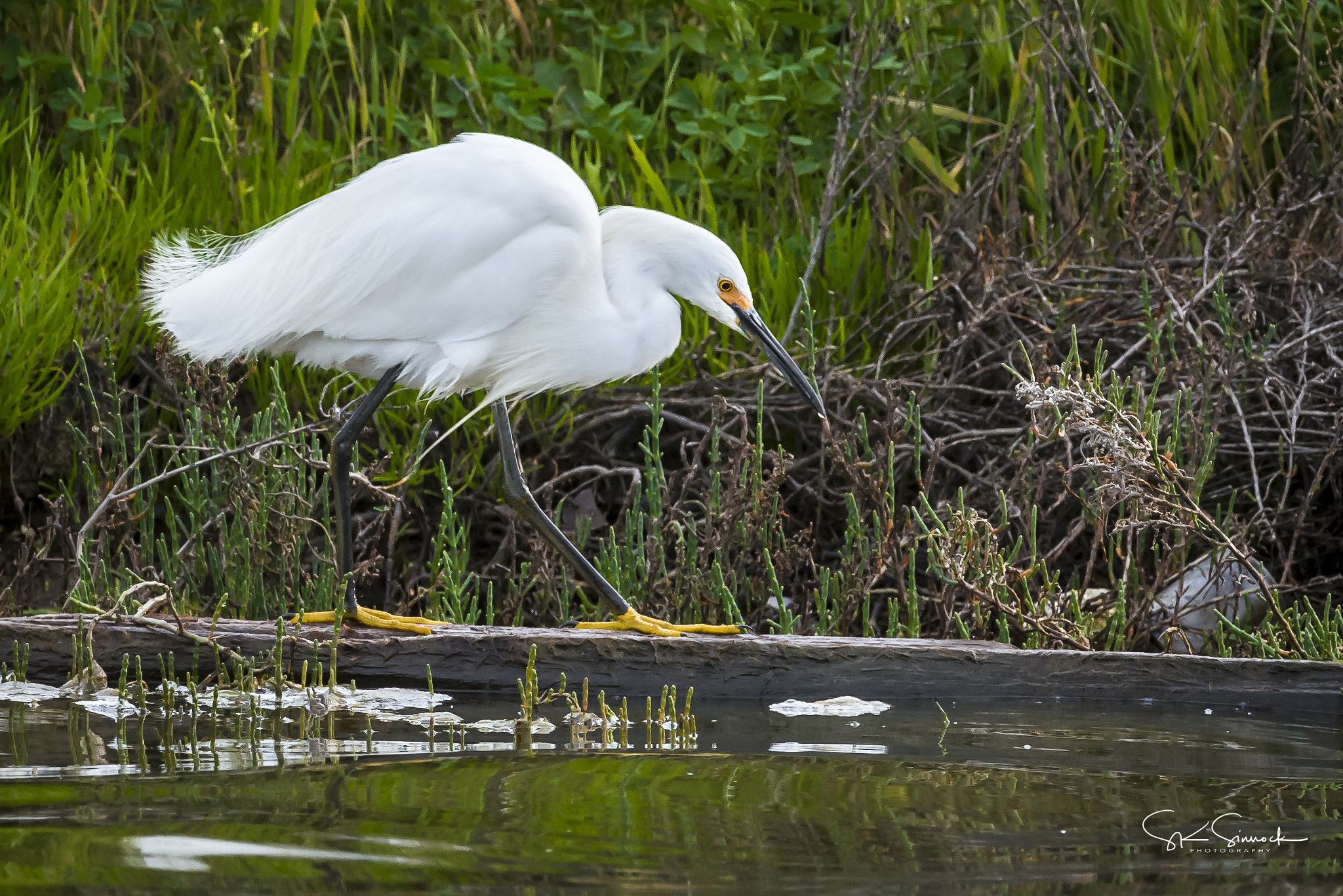 Nikon D800 sample photo. Snowy egret photography