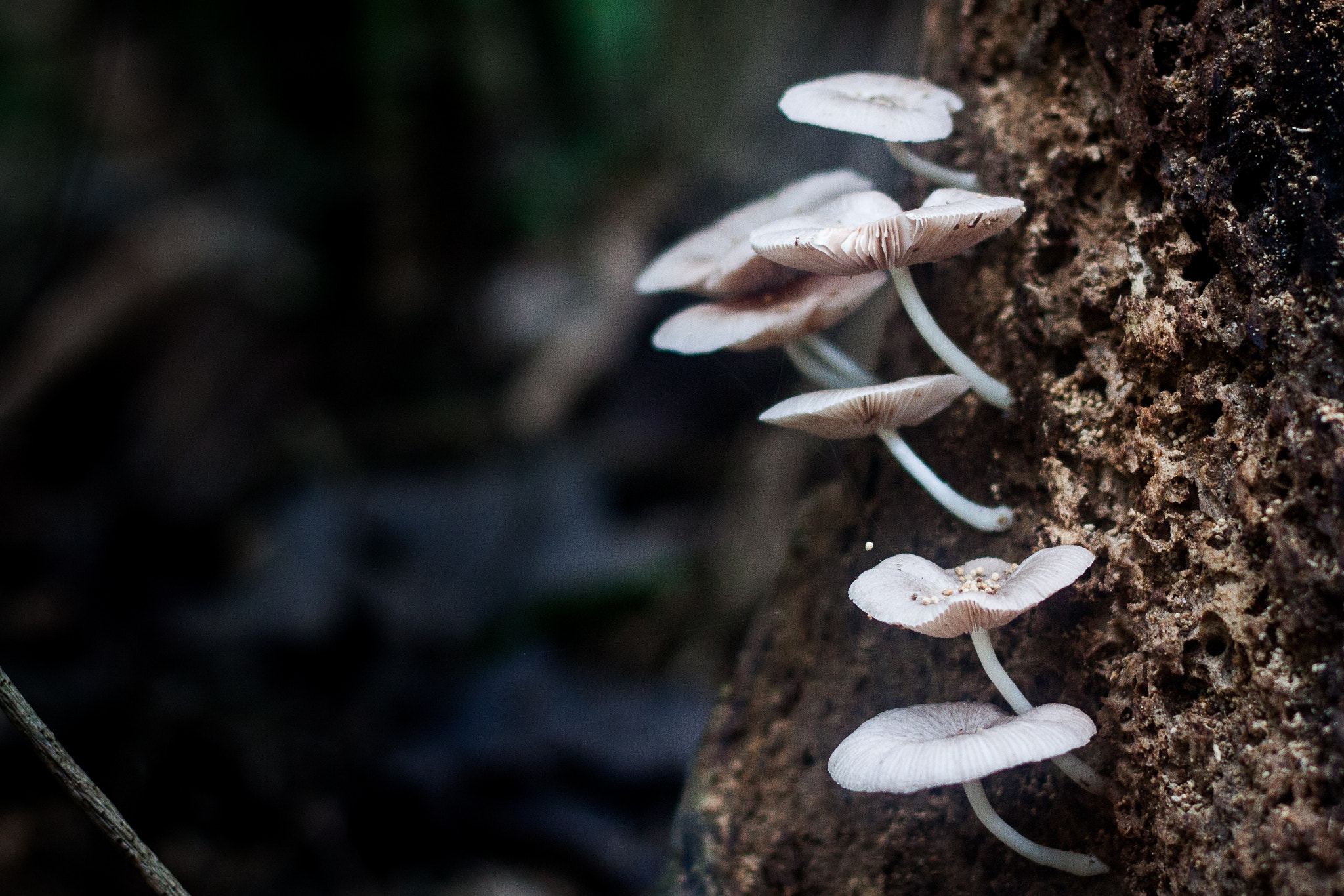 Canon EOS 50D + Canon EF 50mm F1.8 II sample photo. Santa cruz, bolivia photography