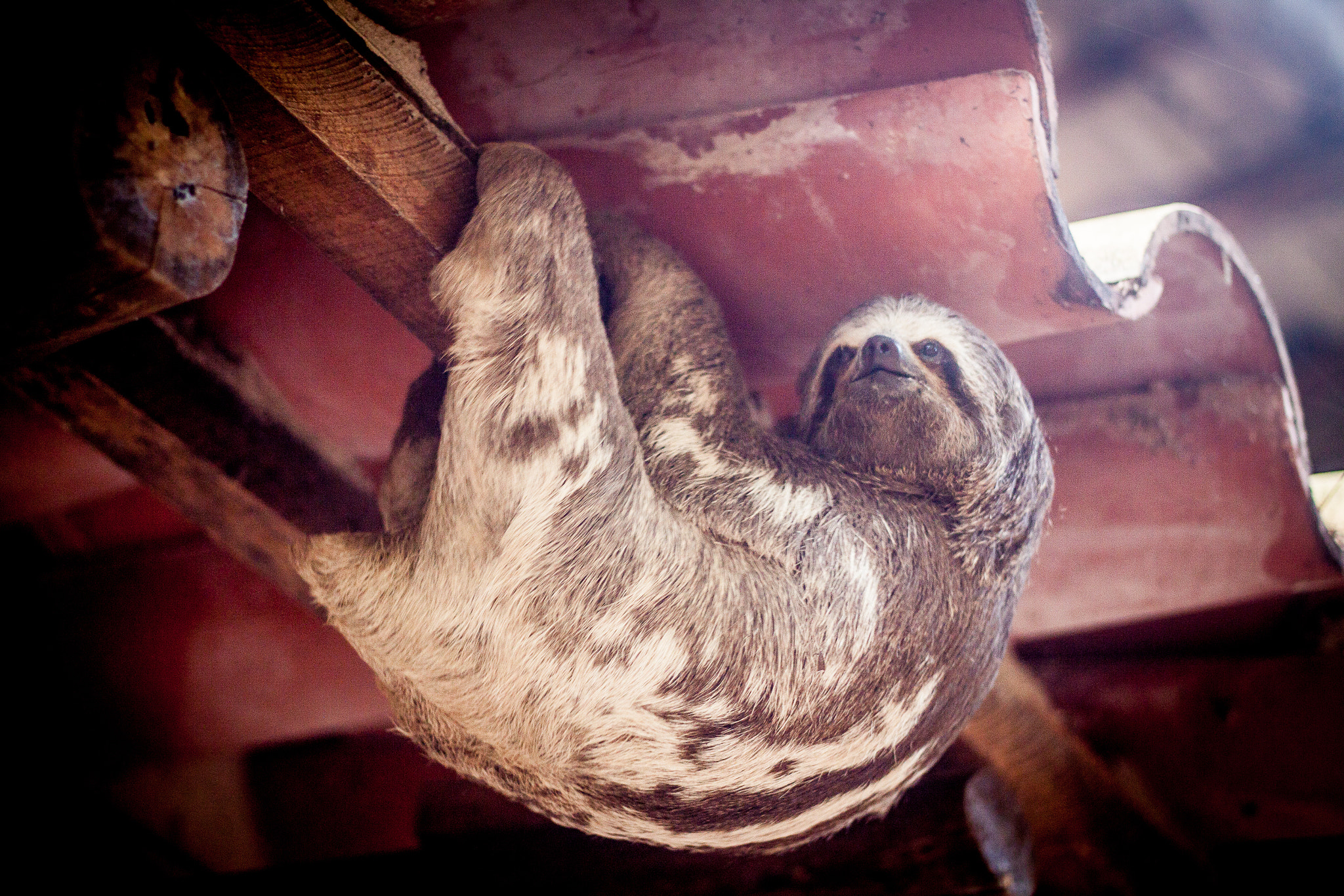 Canon EOS 50D + Canon EF 50mm F1.8 II sample photo. Santa cruz, bolivia photography