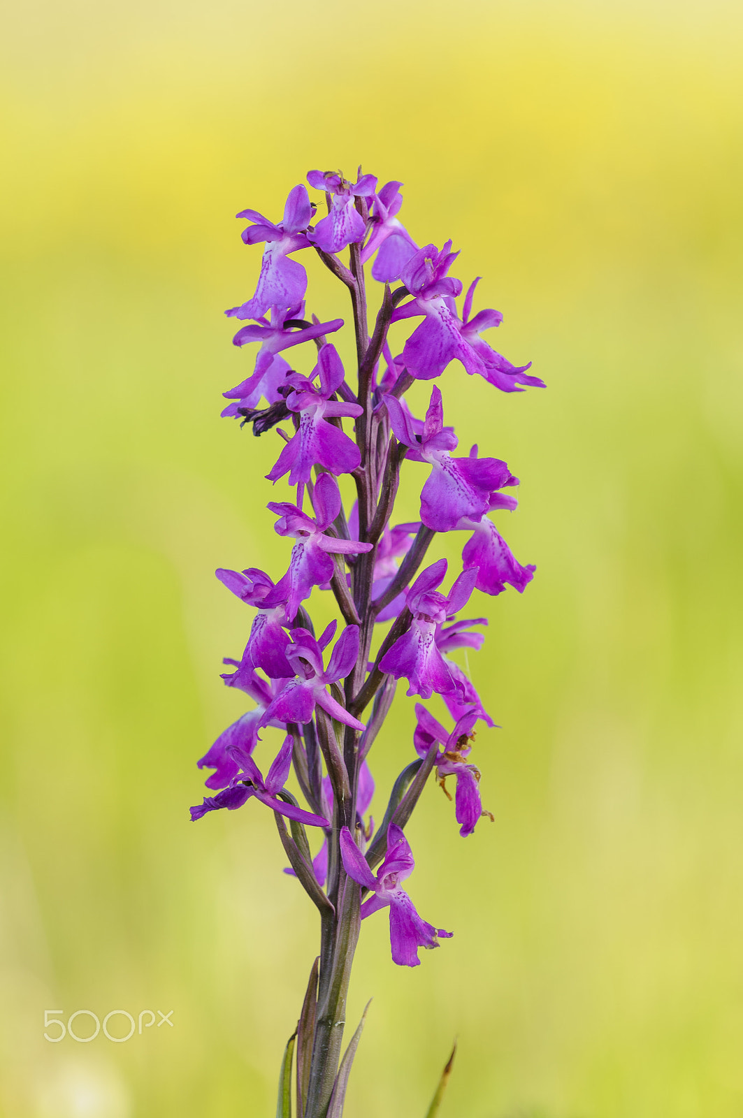 Nikon D300 sample photo. Robustes knabenkraut, orchis robusta, orchis palustris ssp. robu photography