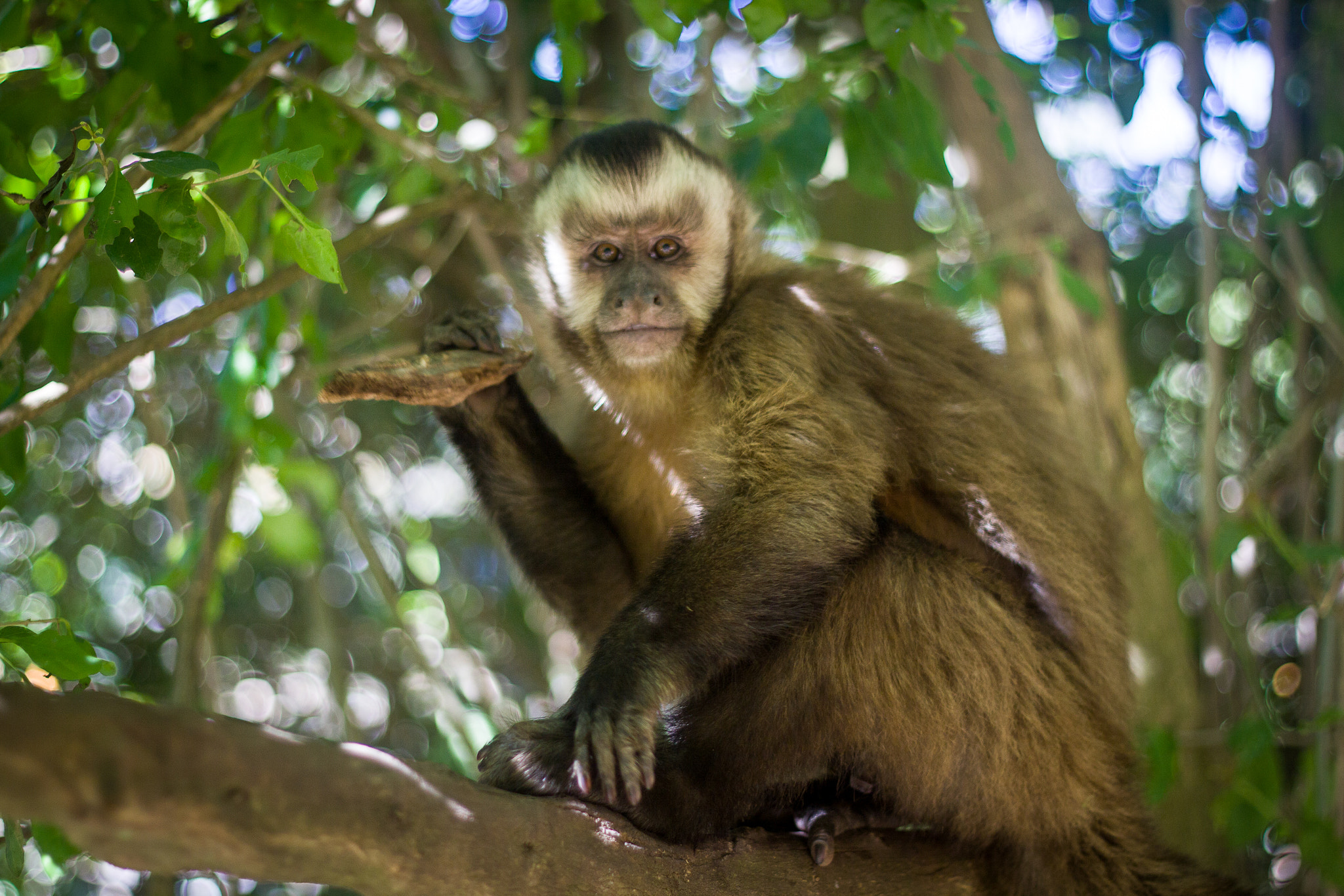 Canon EOS 50D + Canon EF 50mm F1.8 II sample photo. Santa cruz, bolivia photography