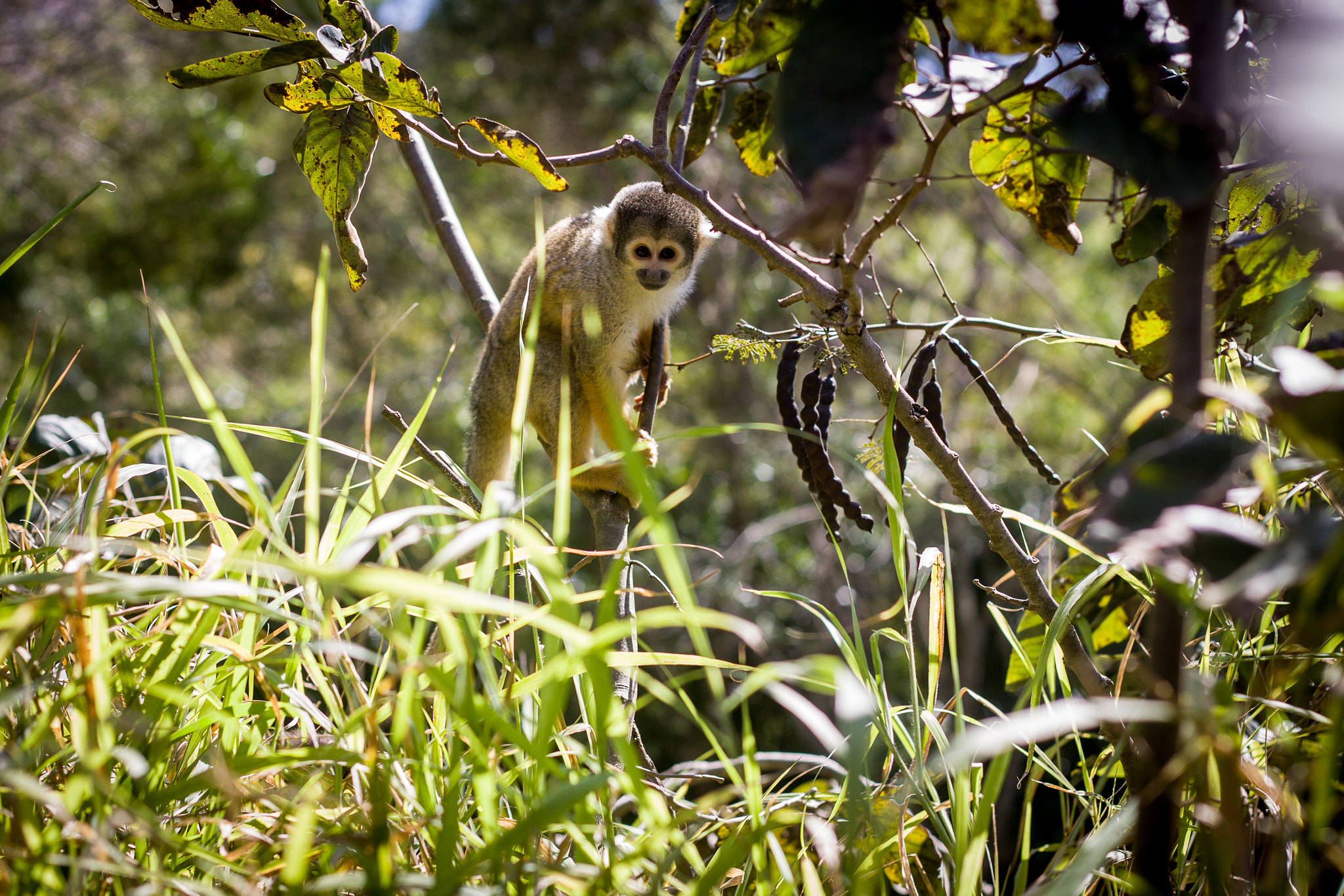 Canon EOS 50D + Canon EF 50mm F1.8 II sample photo. Santa cruz, bolivia photography