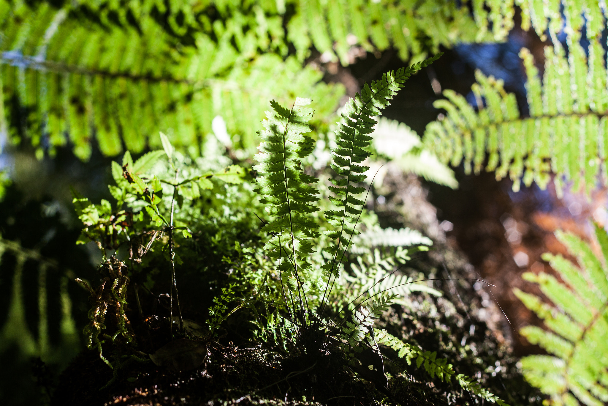 Canon EOS 50D + Canon EF 50mm F1.8 II sample photo. Santa cruz, bolivia photography