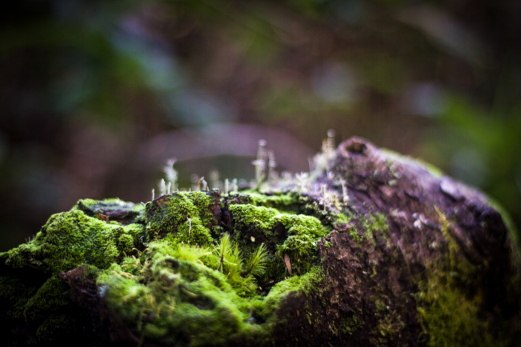 Canon EOS 50D + Canon EF 50mm F1.8 II sample photo. Santa cruz, bolivia photography