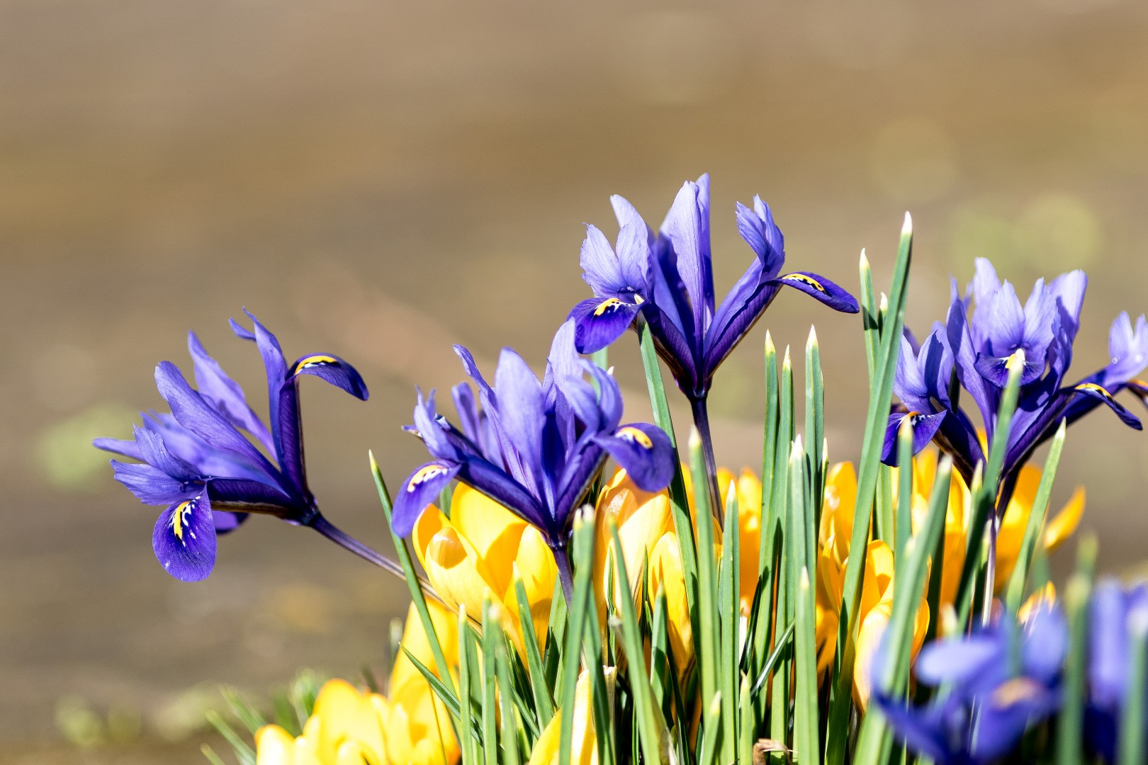 Canon EF 200mm F2.8L II USM sample photo. Spring iris photography