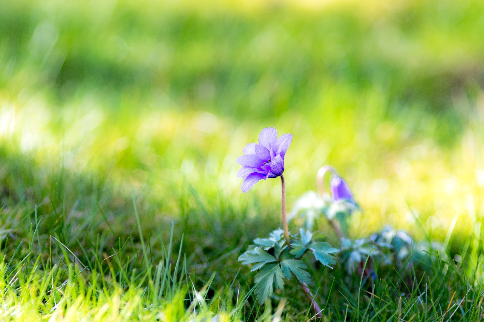 Canon EOS 7D Mark II + Canon EF 200mm F2.8L II USM sample photo. Anemone blanda photography