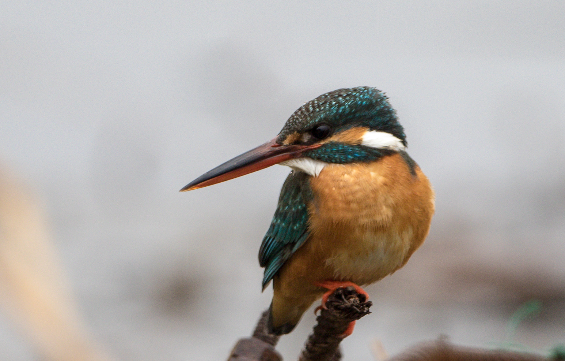 Canon EF 500mm F4L IS USM sample photo. Kingfisher photography
