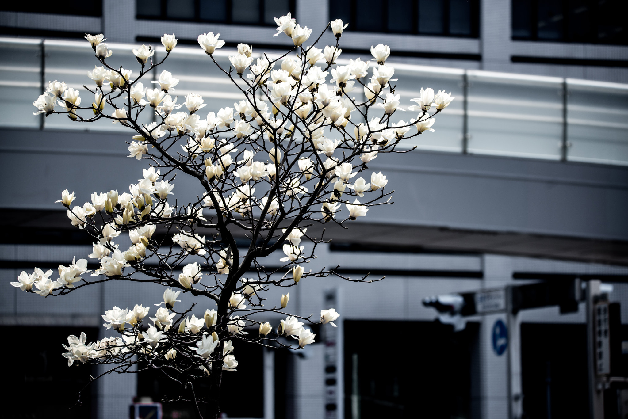 Nikon D750 sample photo. Yulan magnolia photography