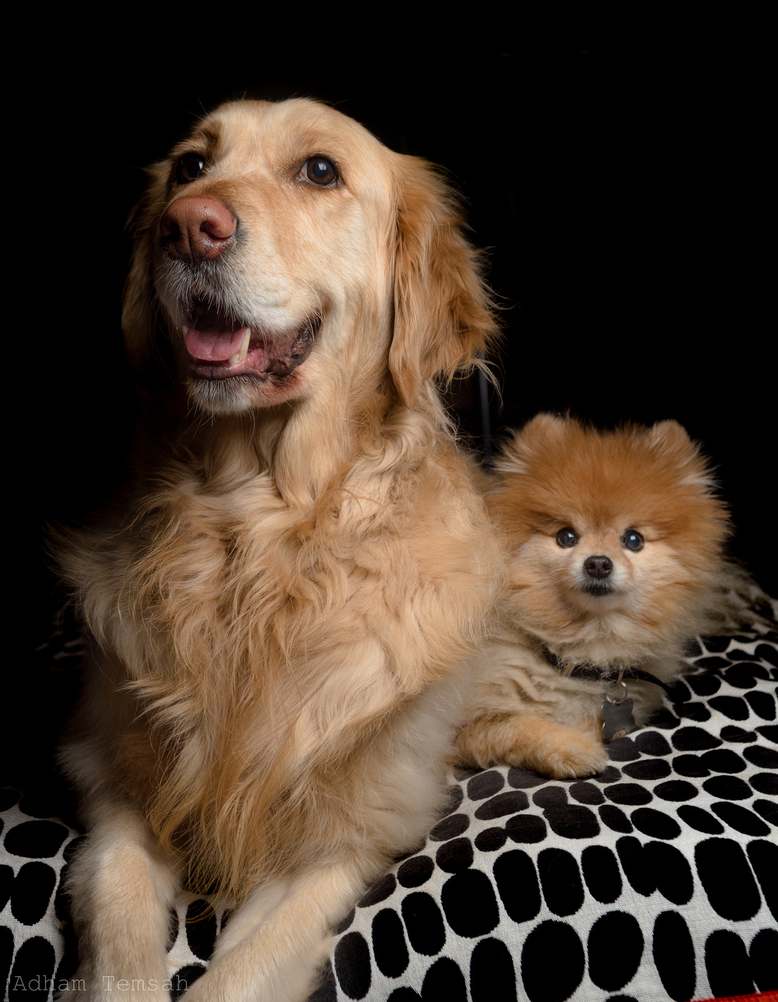 Nikon D750 sample photo. London and spiky the pompom photography