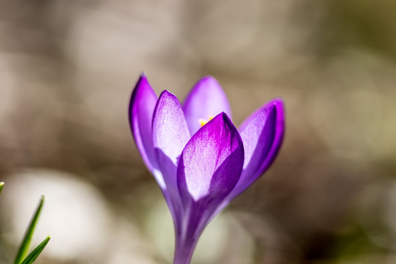 Canon EF 200mm F2.8L II USM sample photo. Crocus 1 photography