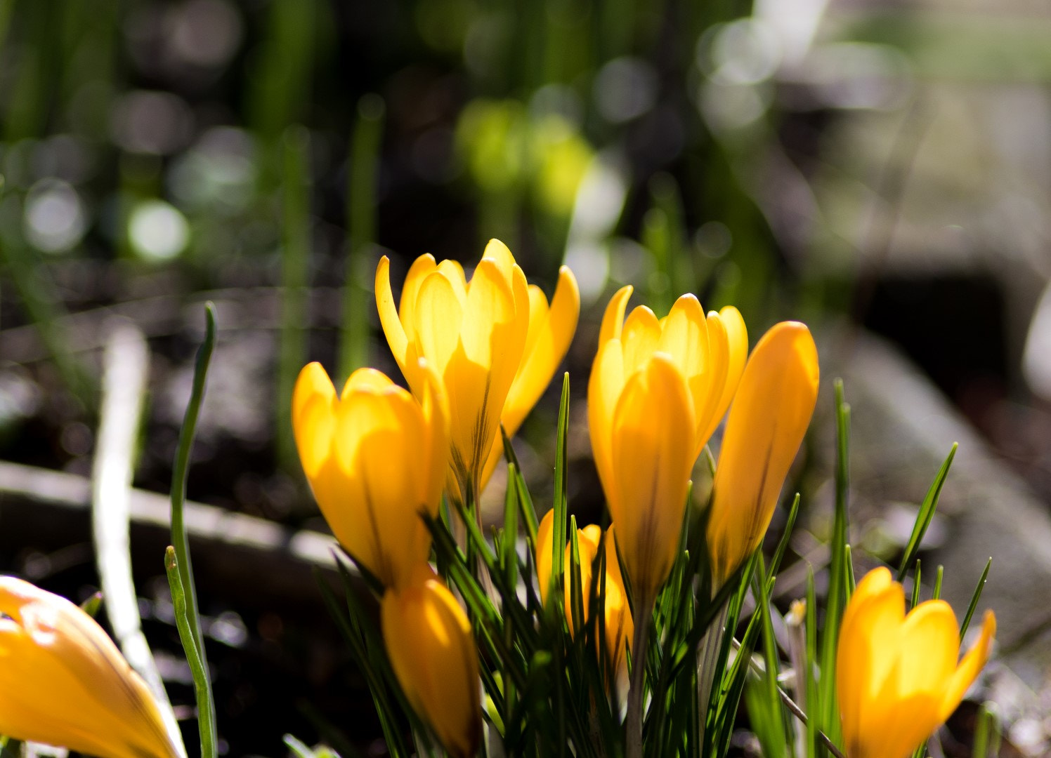 Canon EOS 7D Mark II + Canon EF 200mm F2.8L II USM sample photo. Crocus 2 photography