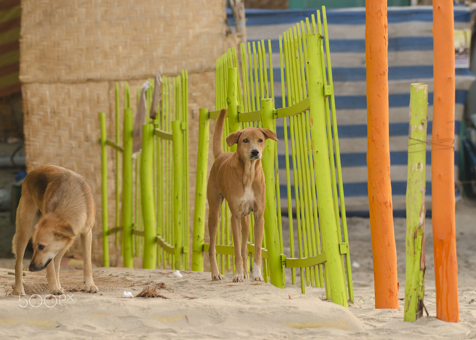 Nikon AF-S Nikkor 200-500mm F5.6E ED VR sample photo. Stray dogs of arambol beach photography