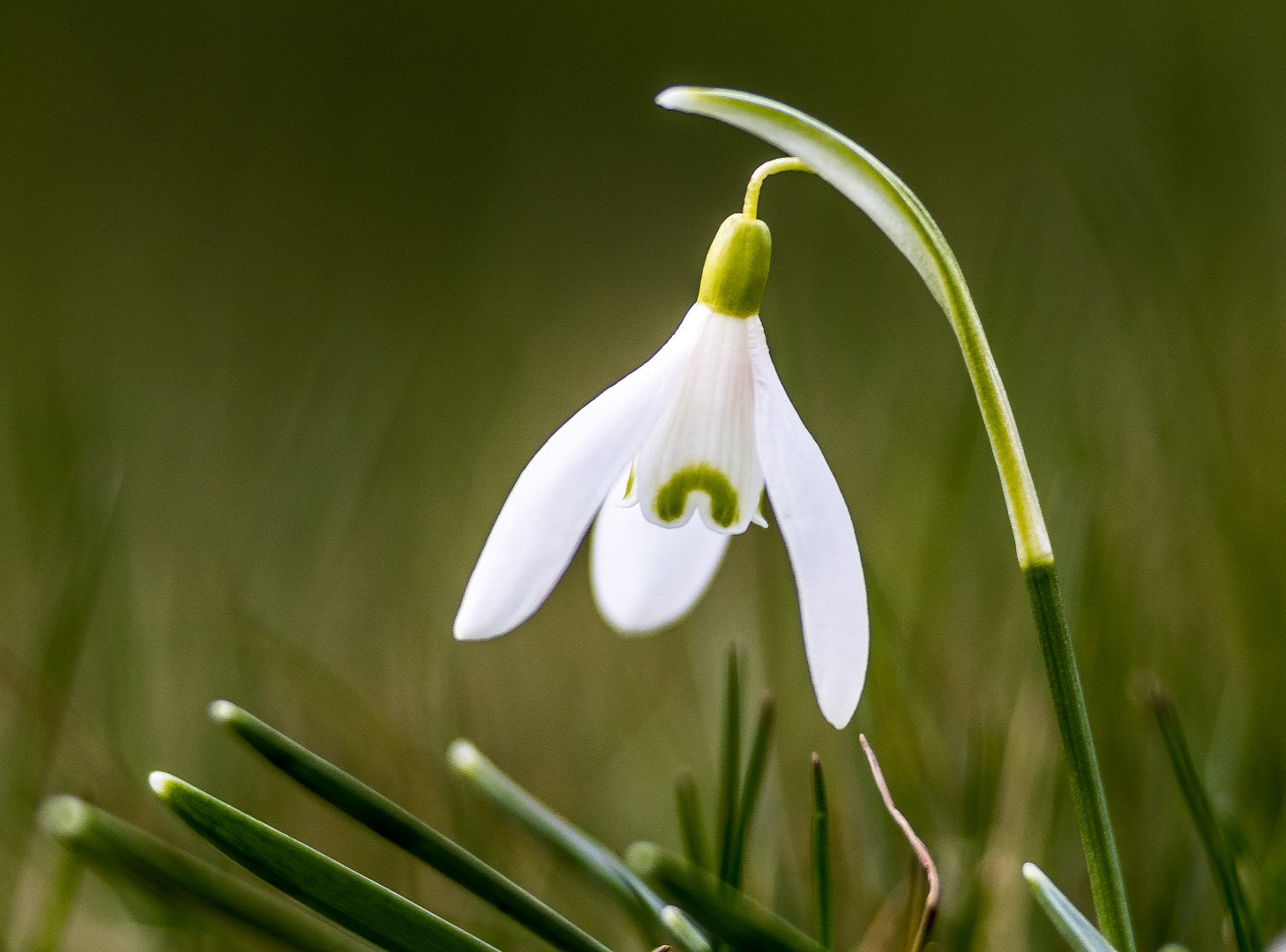 Canon EOS 7D Mark II + Canon EF 200mm F2.8L II USM sample photo. Galanthus nivalis photography