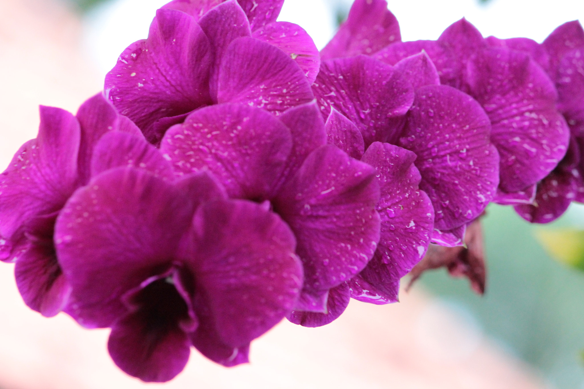 Canon EF-S 55-250mm F4-5.6 IS sample photo